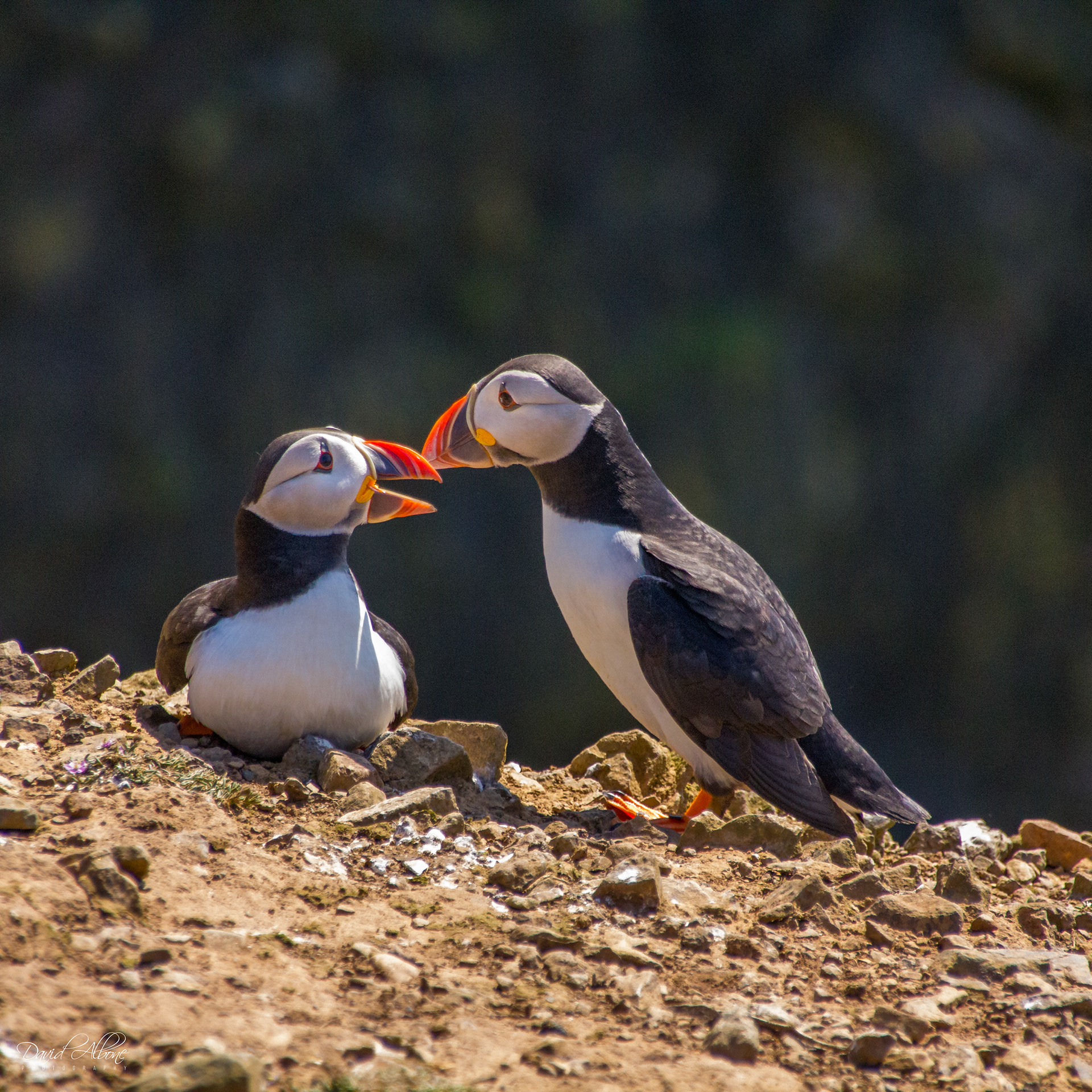 Gossip