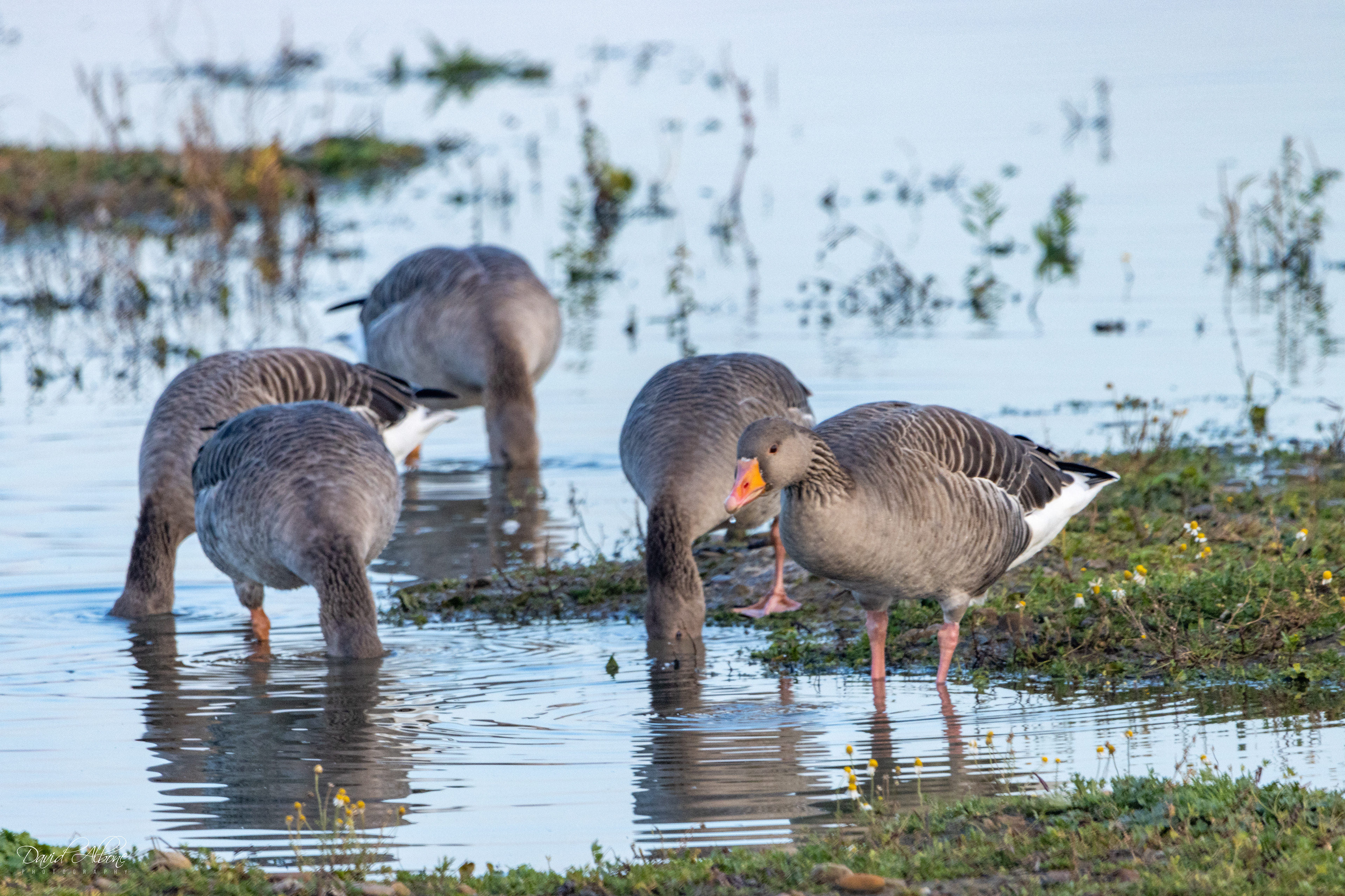 Pink Footed Geese