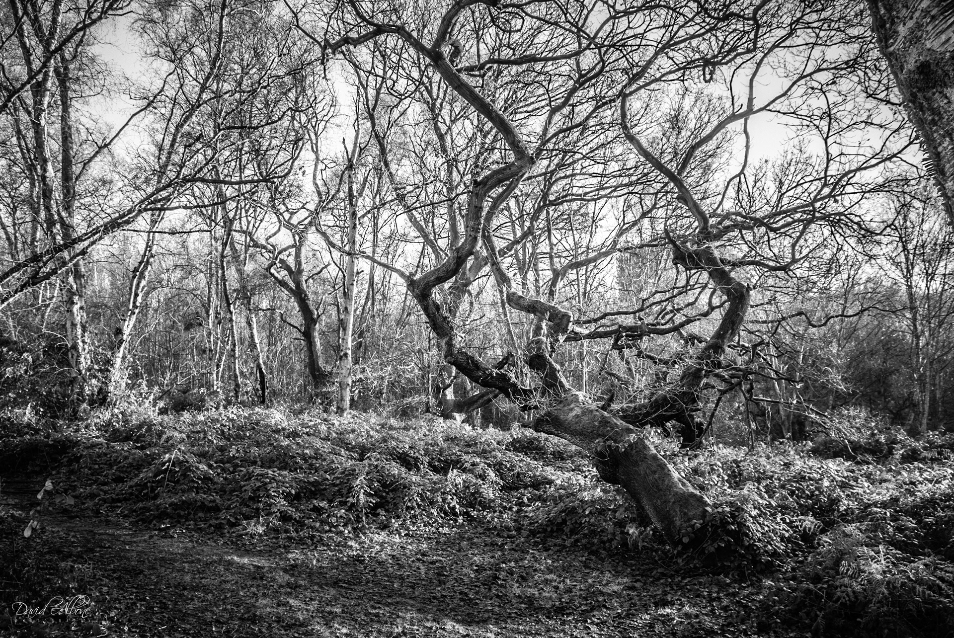 Winter Tree 4