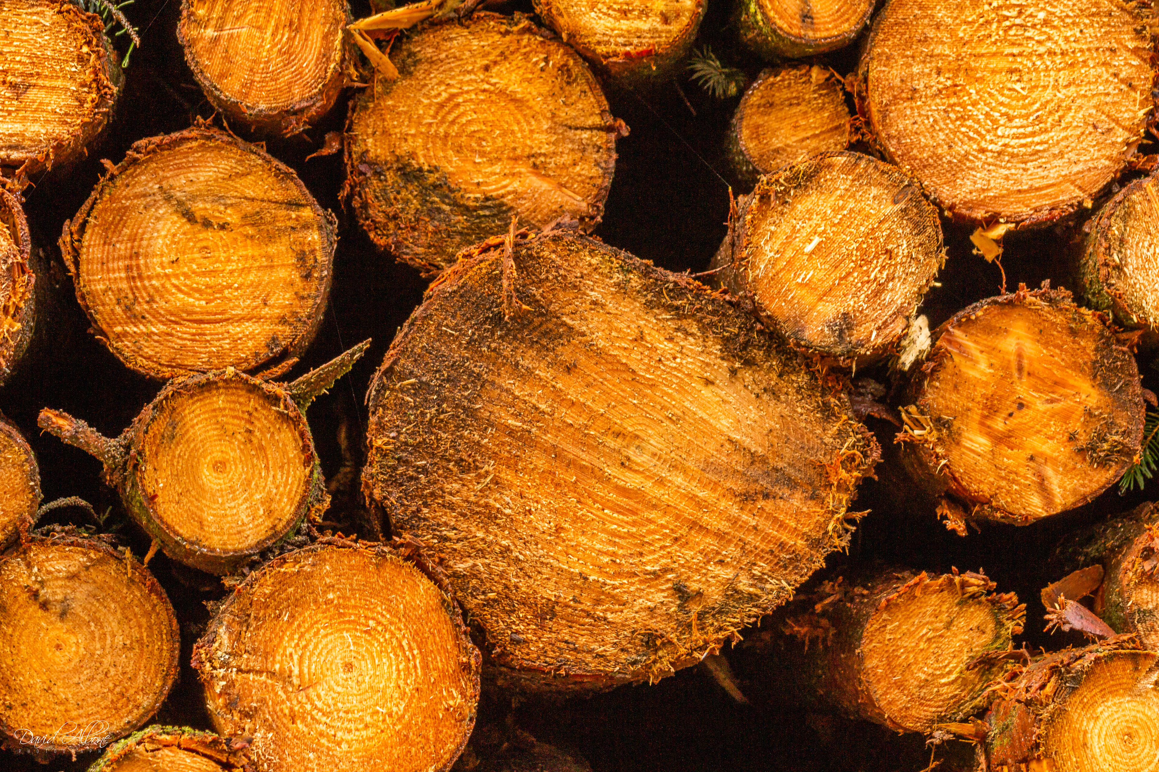 Timber