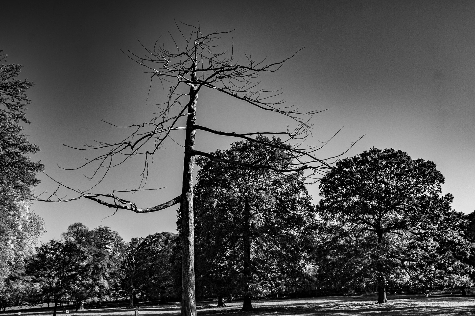 Winter Tree 1