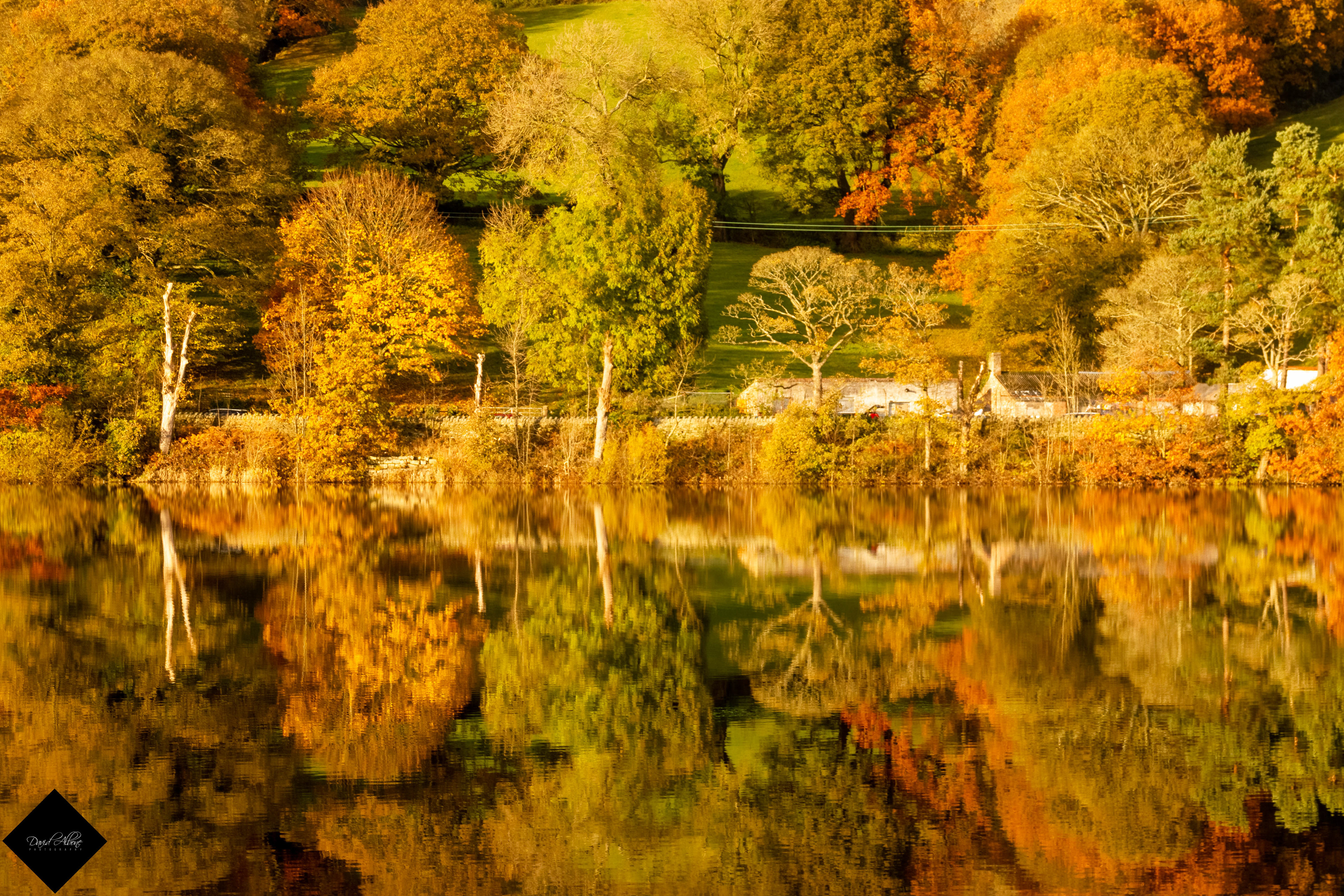Autumn Gold Reflections