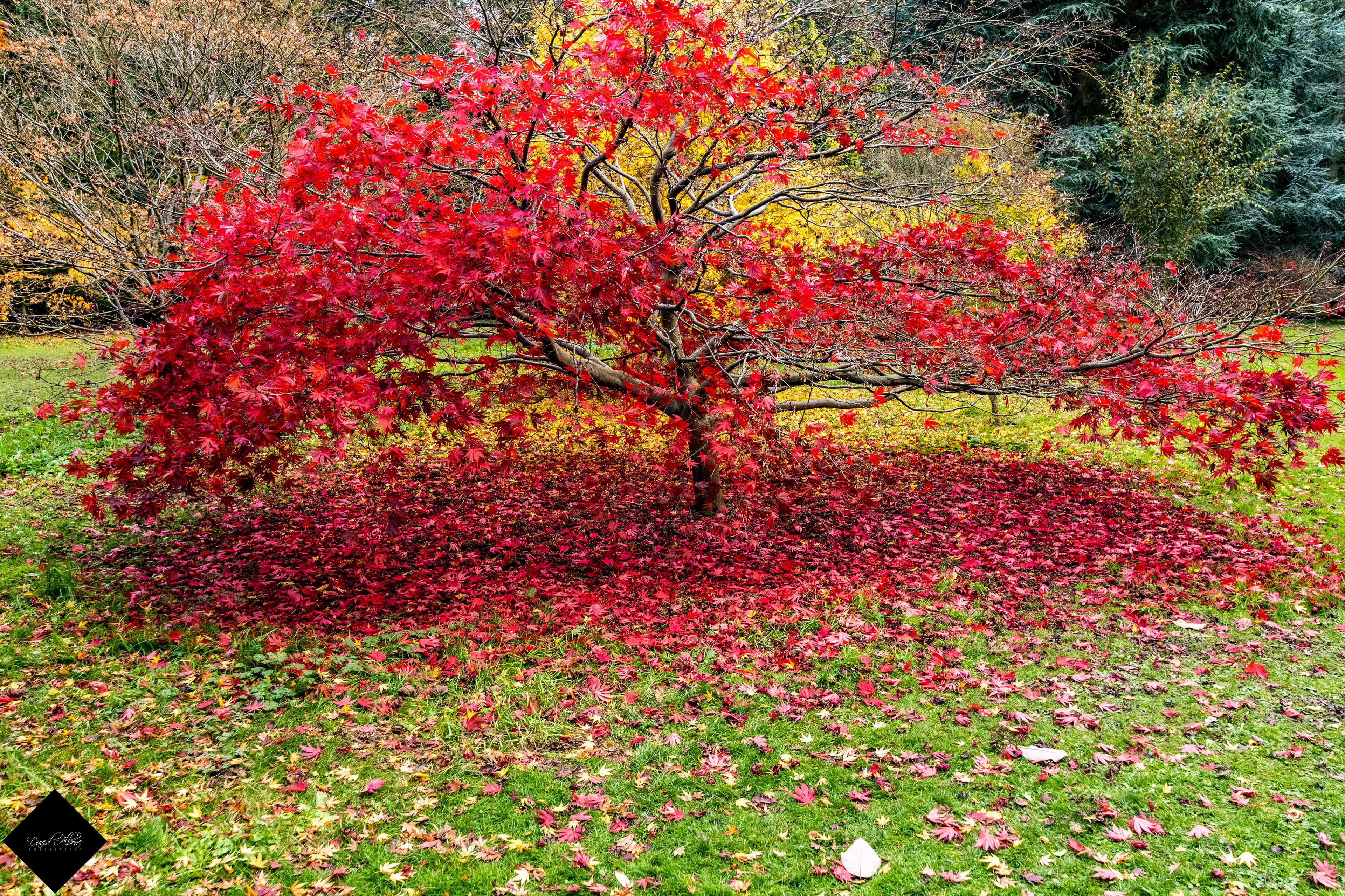 Shocking Colour