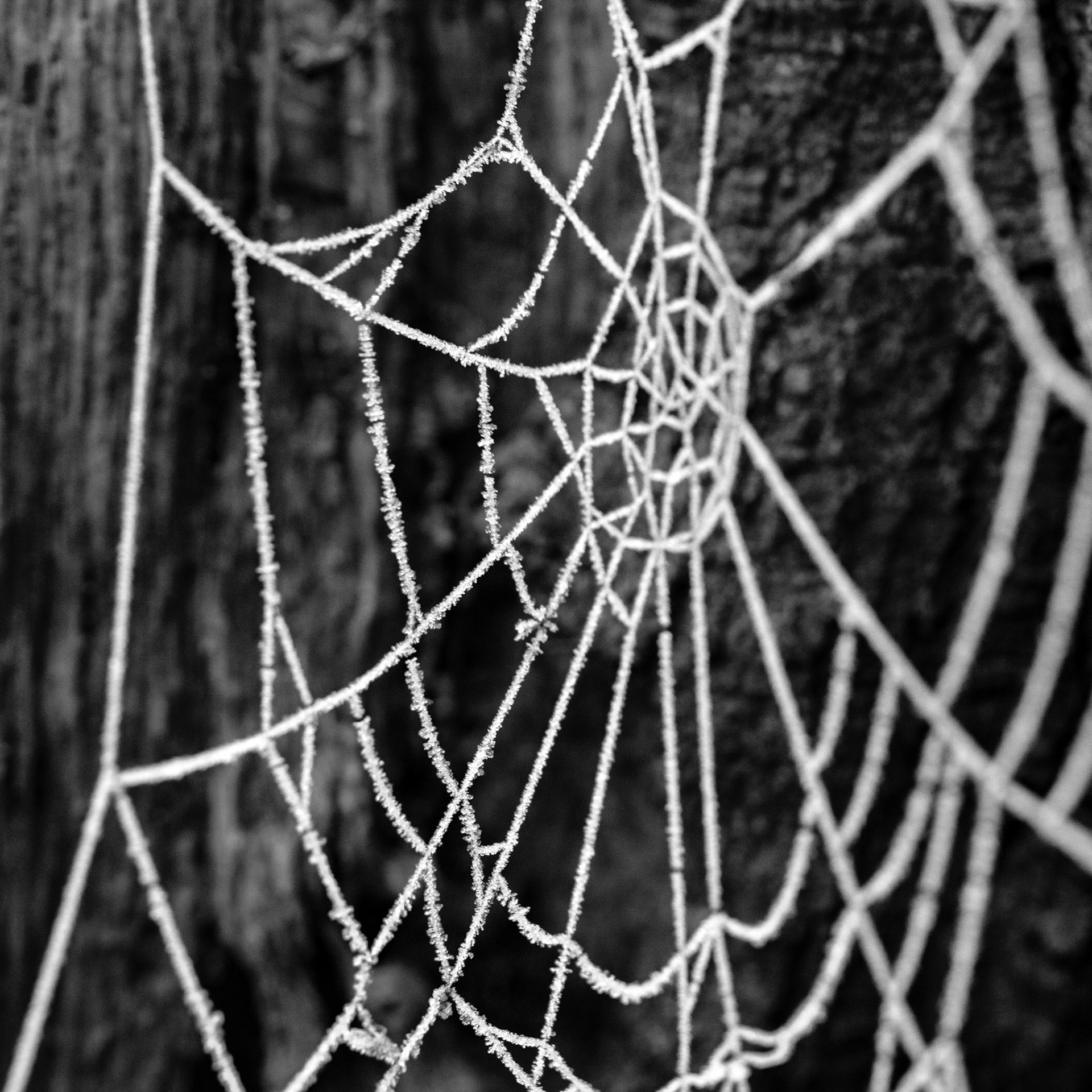 Frosty Web