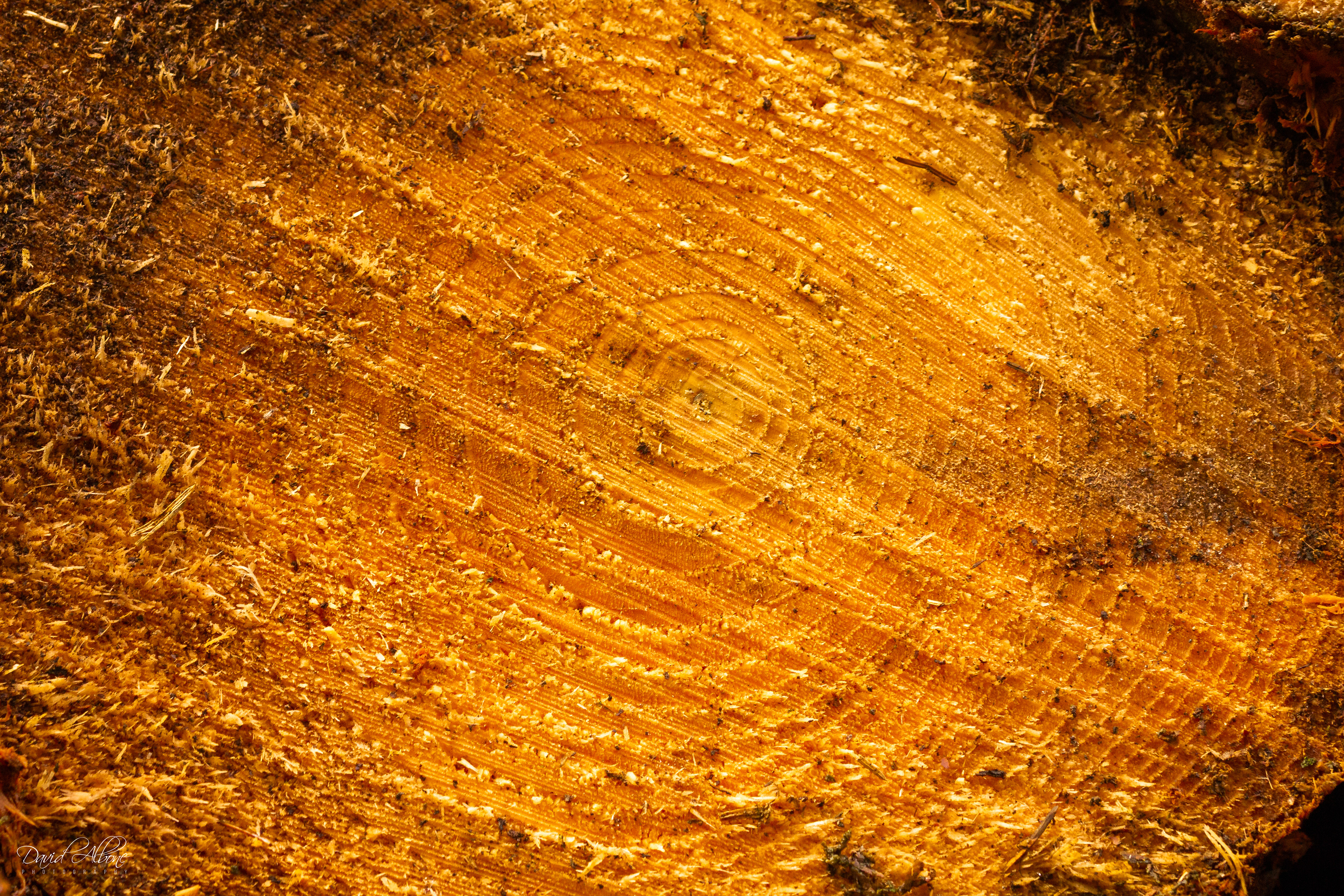 Tree Rings