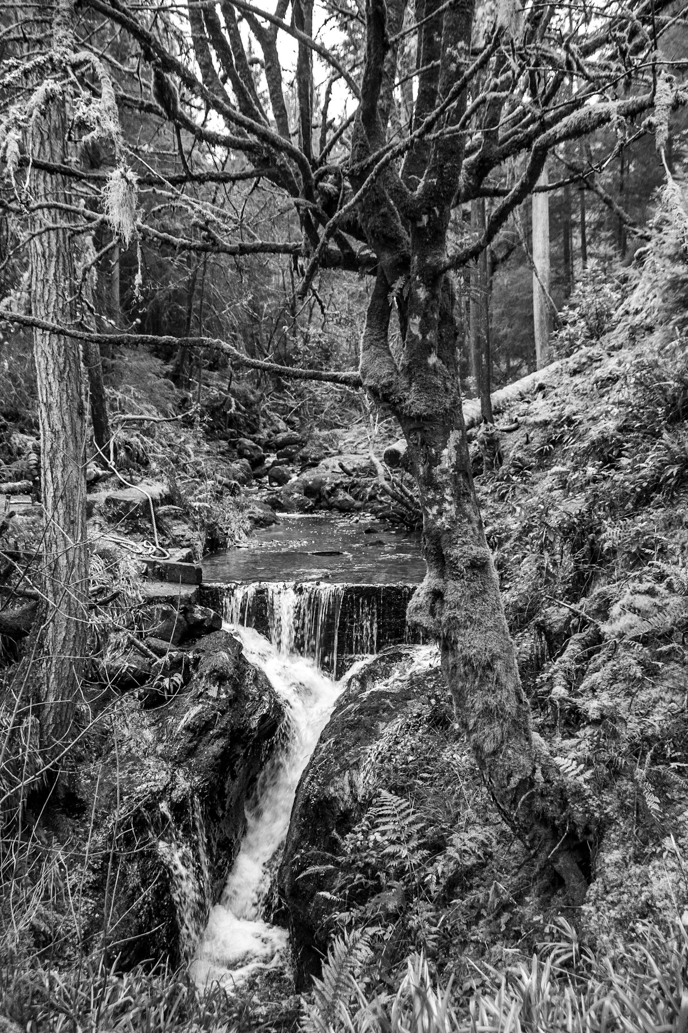 Water and Tree
