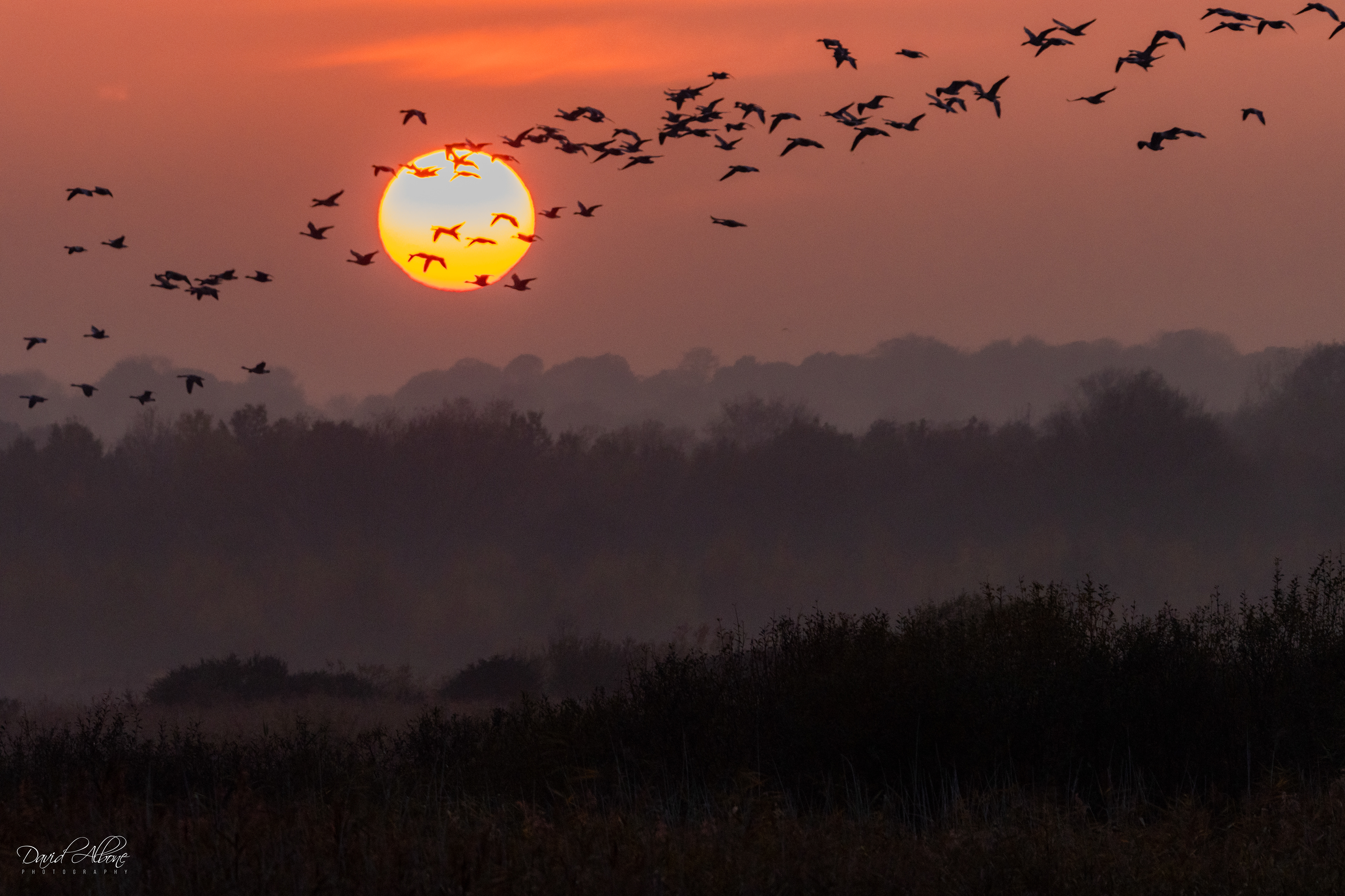 Sunset Roost