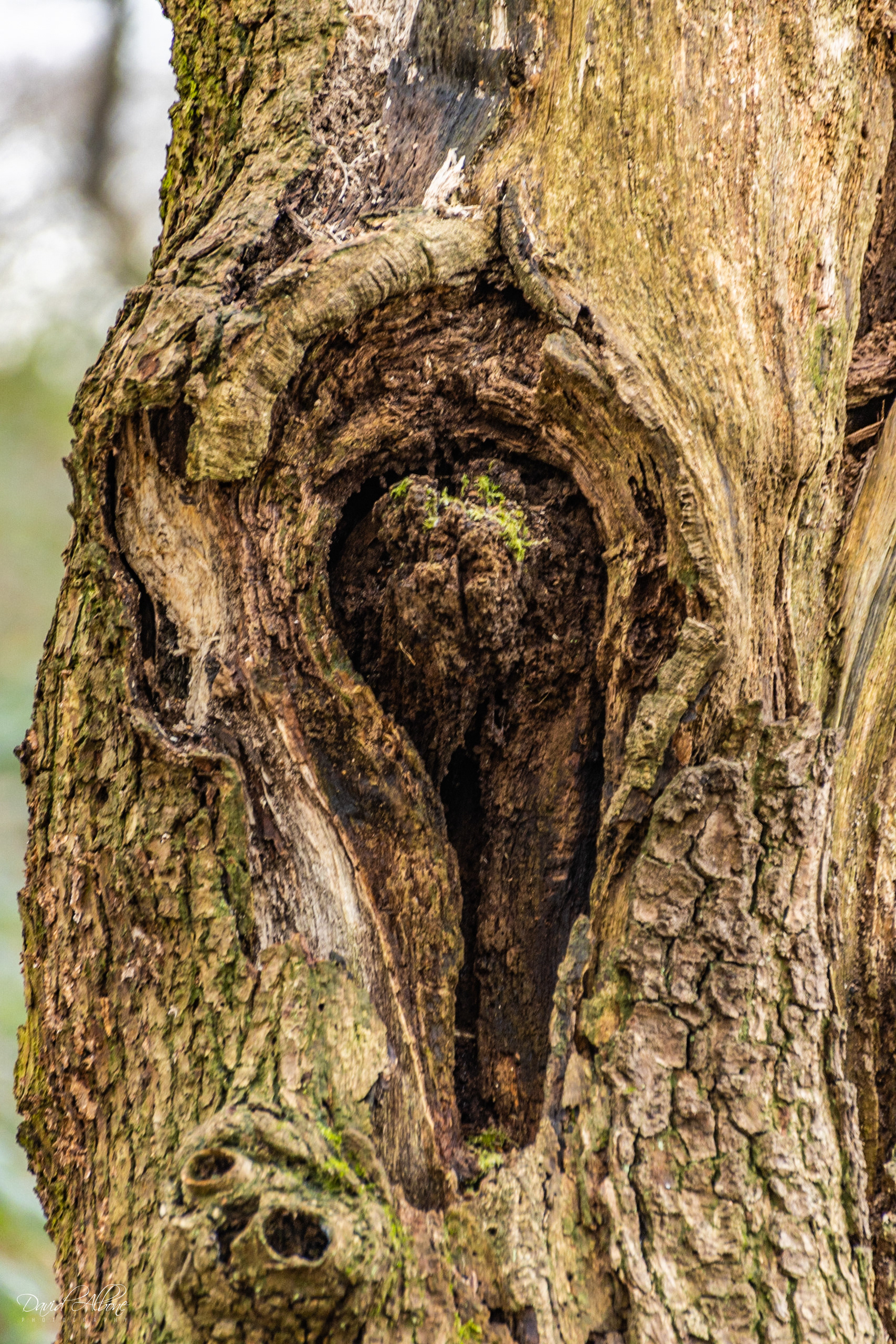 Eye in the Tree