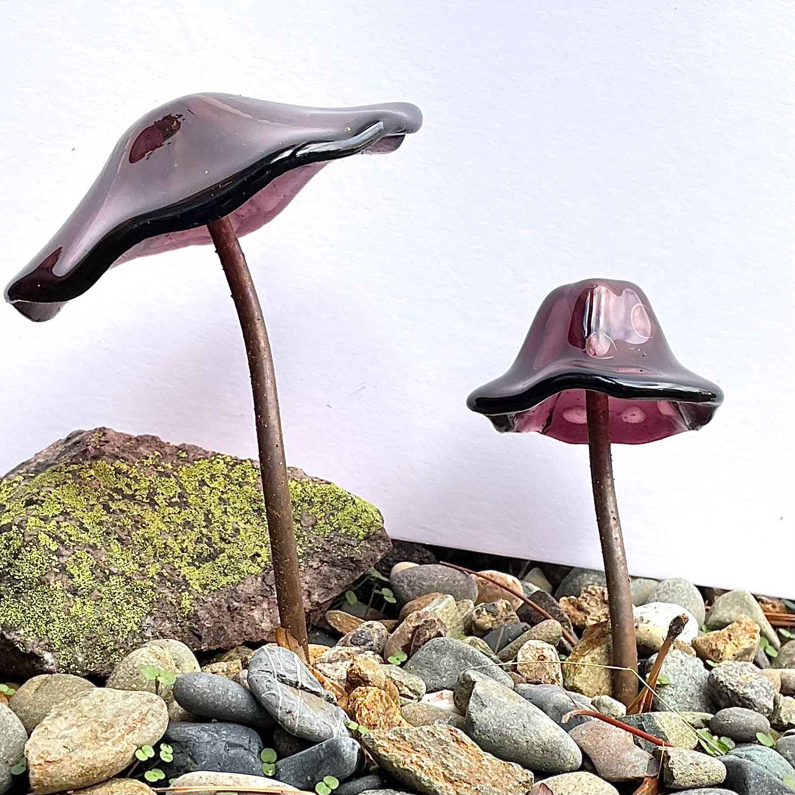 Purple Mushrooms