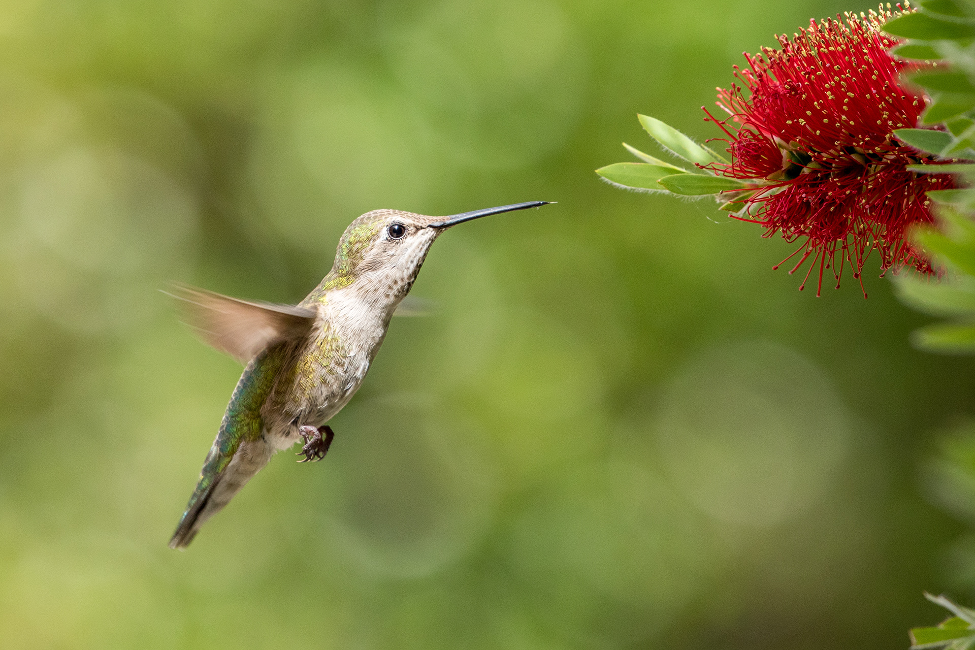 Hummingbird 1