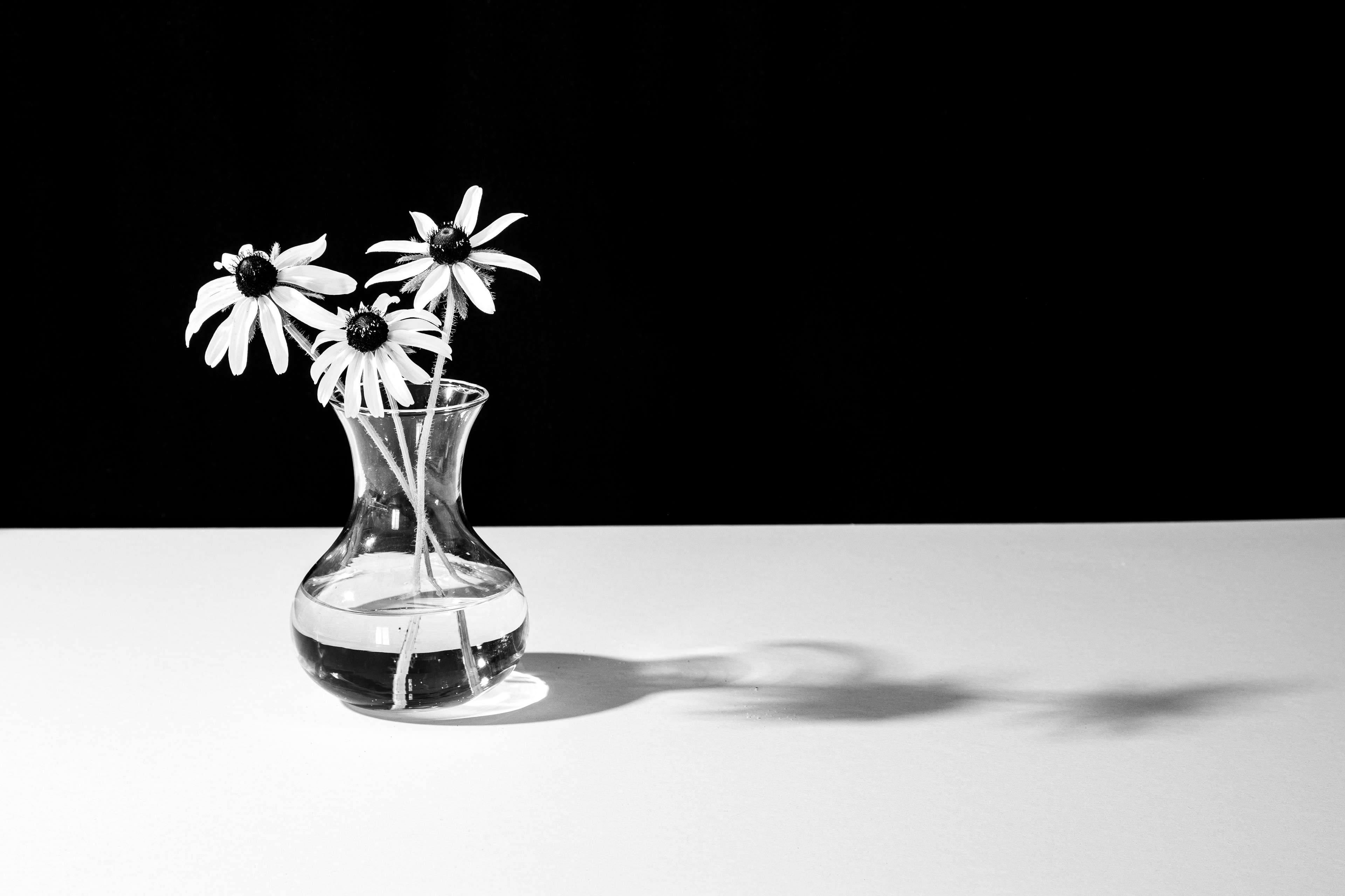 Three Flowers, One shadow