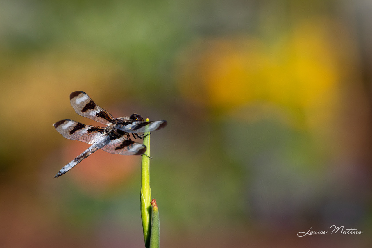 Dragonfly 2