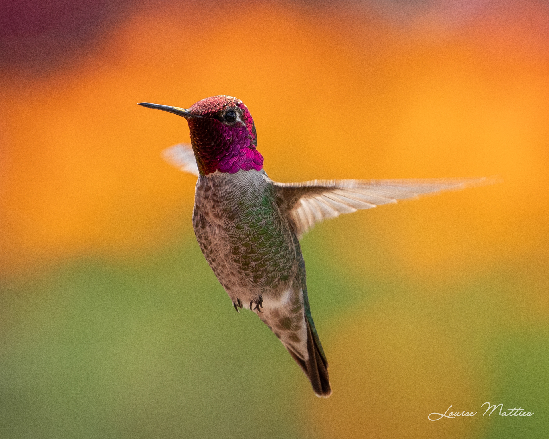 Hummingbird 6
