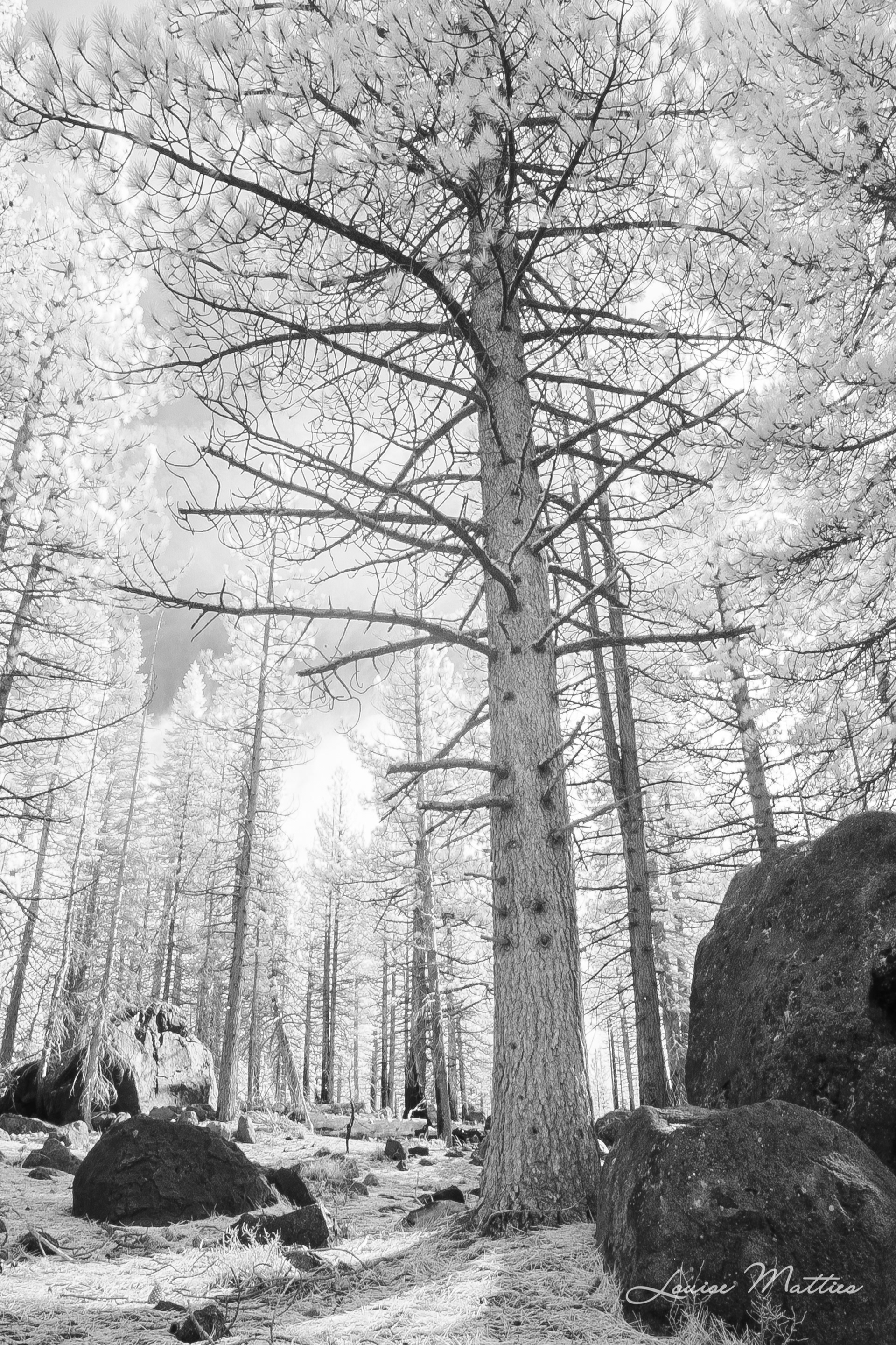 Lassen VNP Infra Red 4