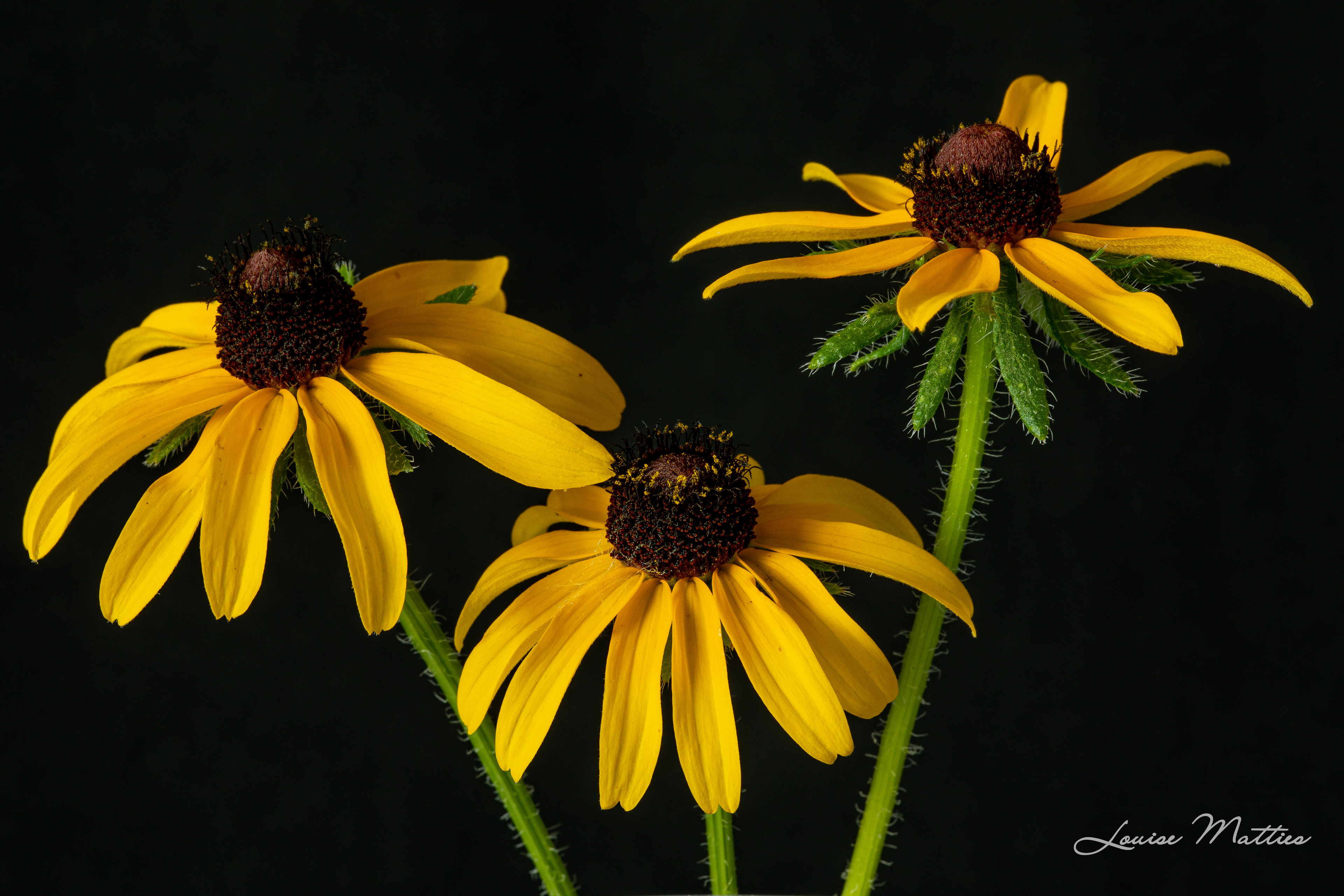 3 yellow flowers