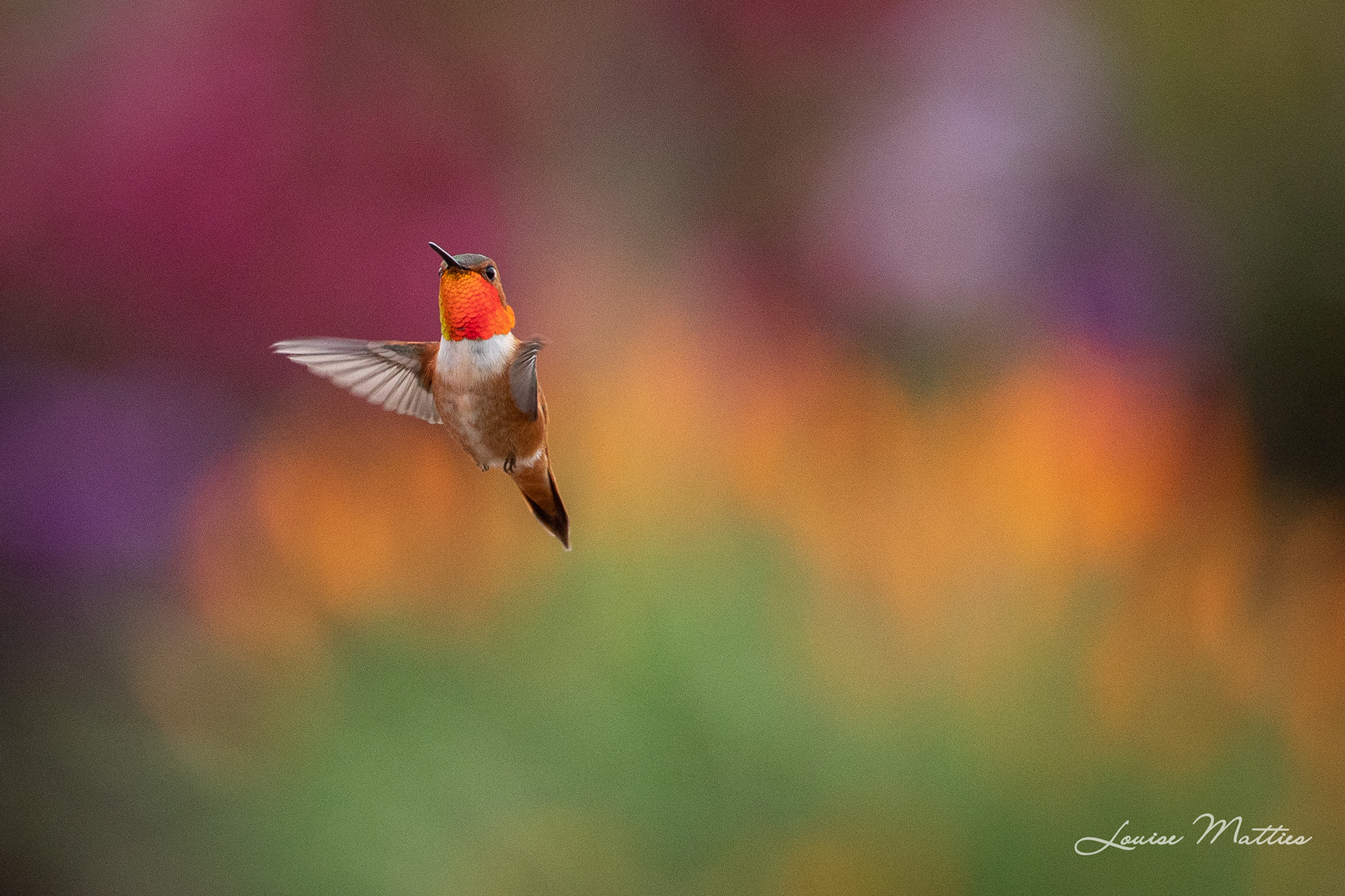 Hummingbird 5