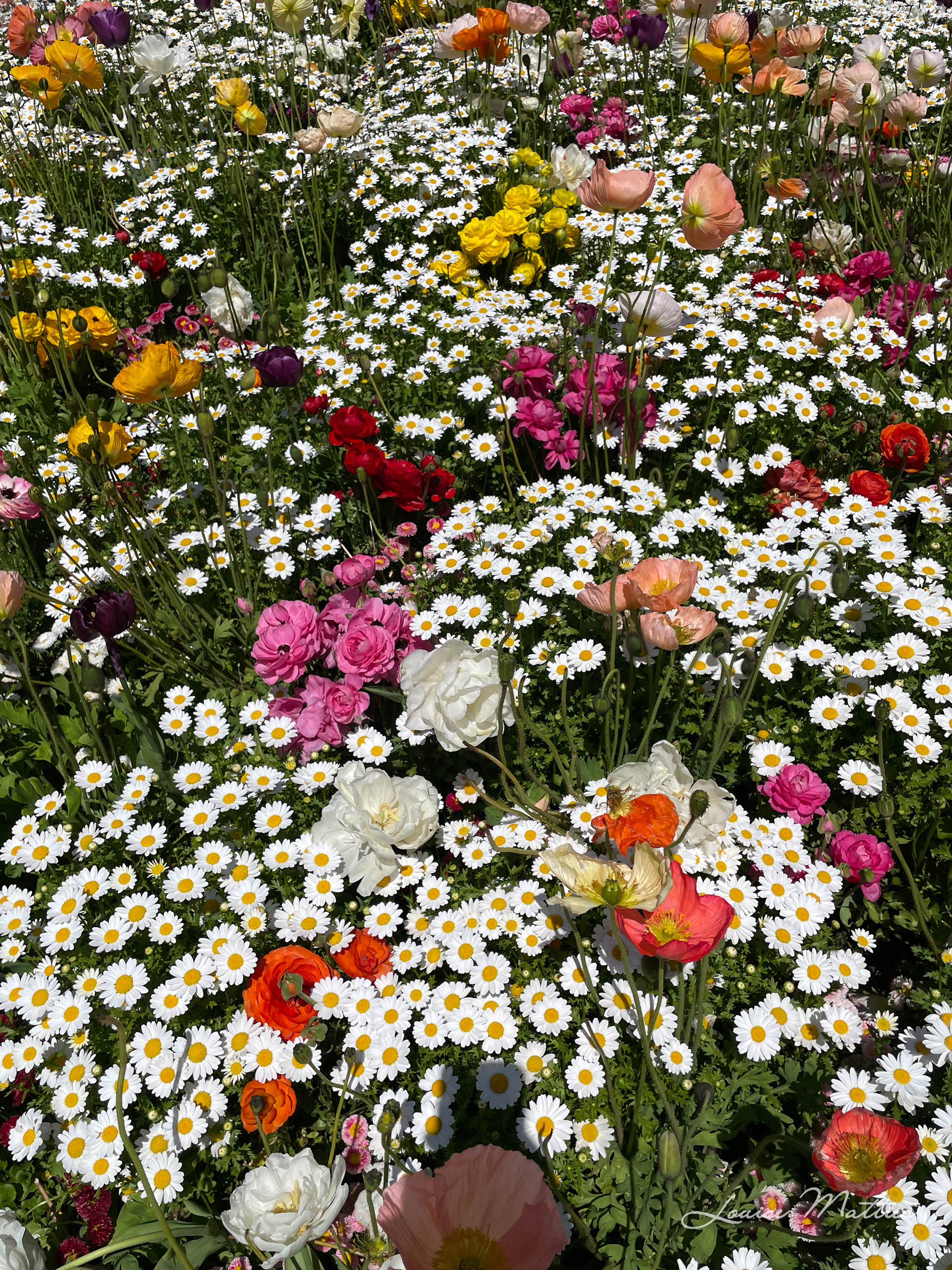 Field of Flowers