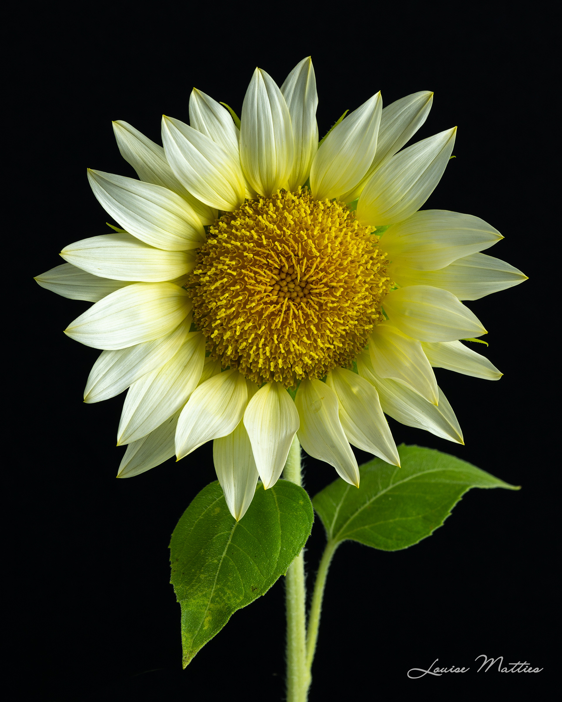Sunflower 2