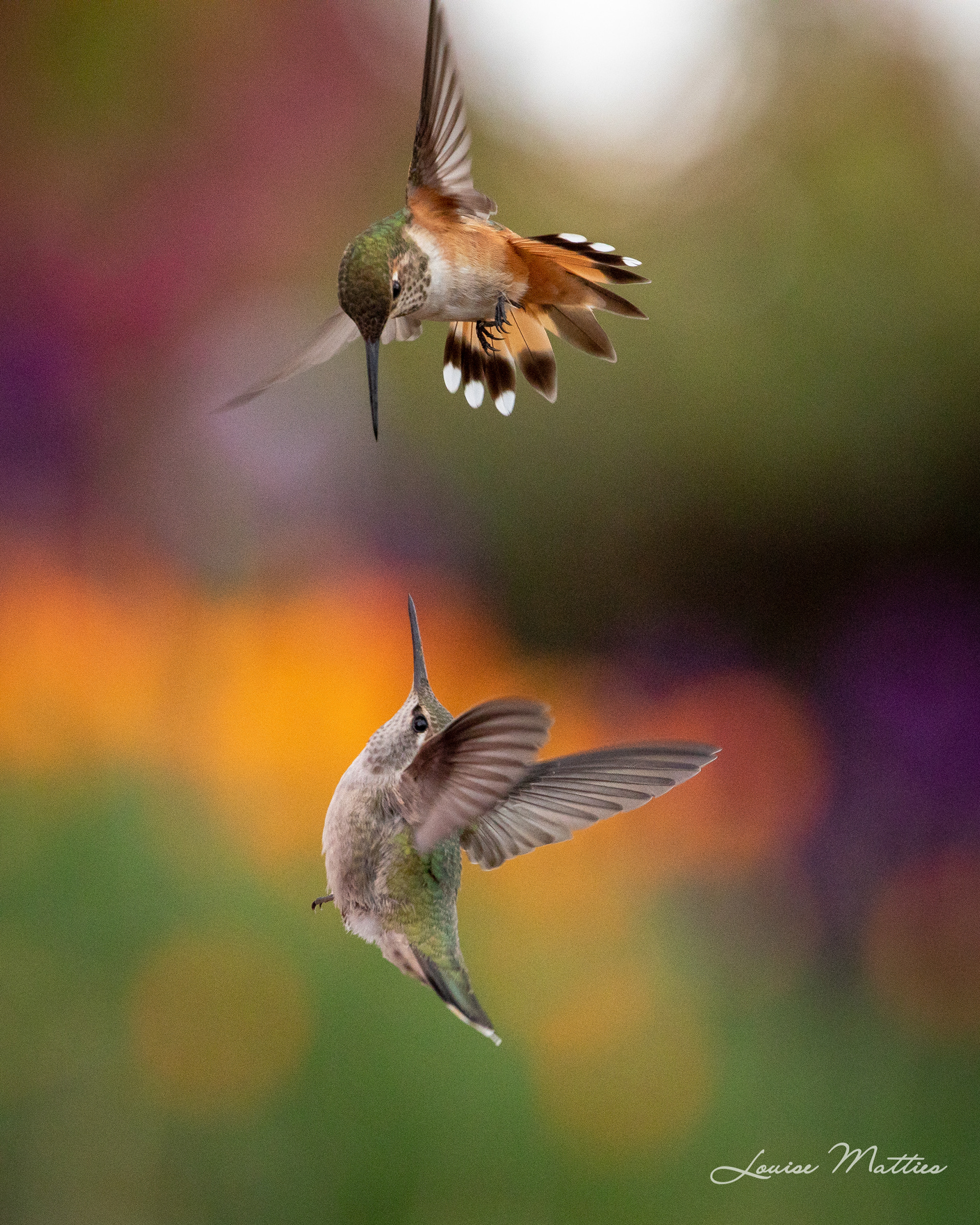 Hummingbirds 7