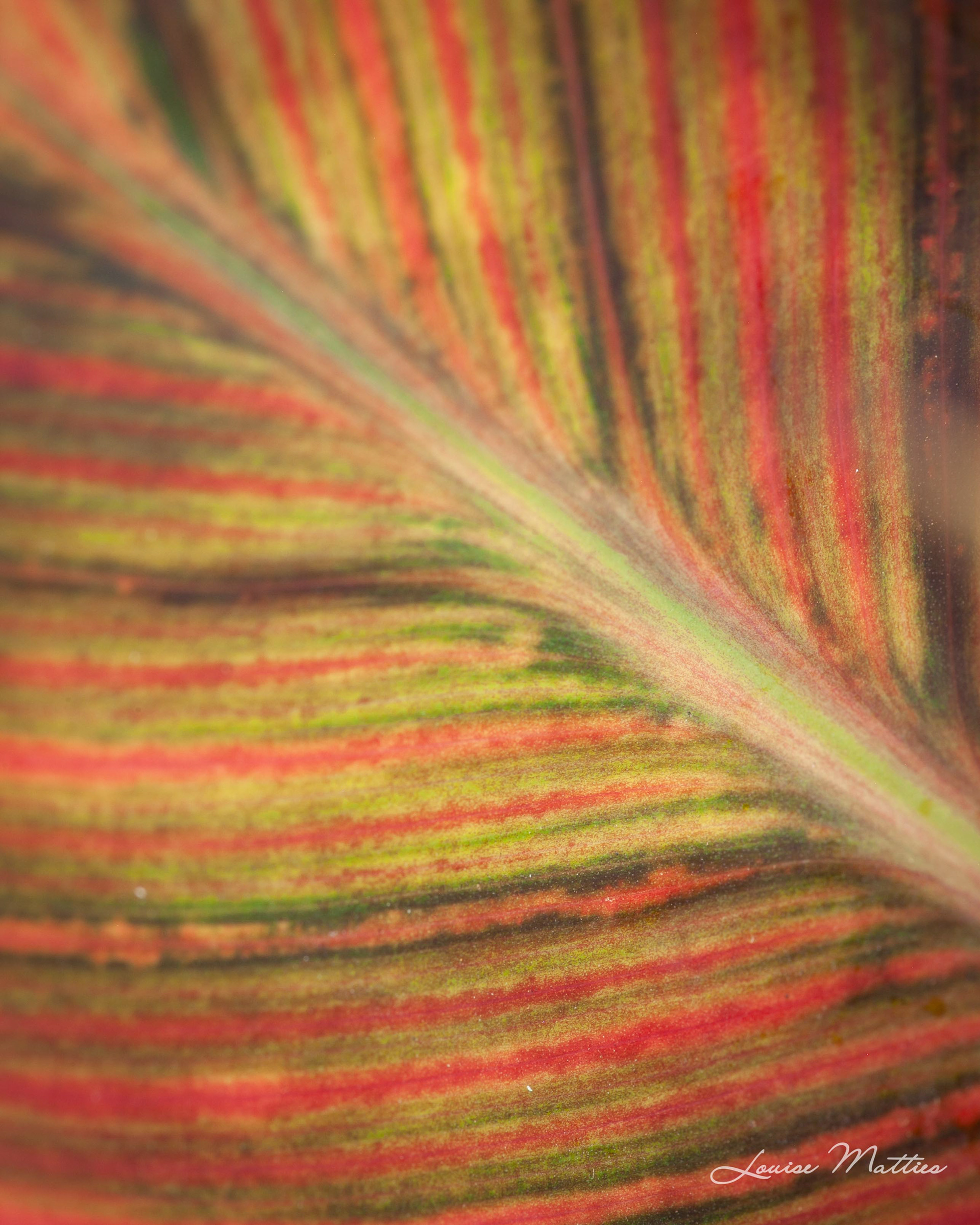 Leaf 2