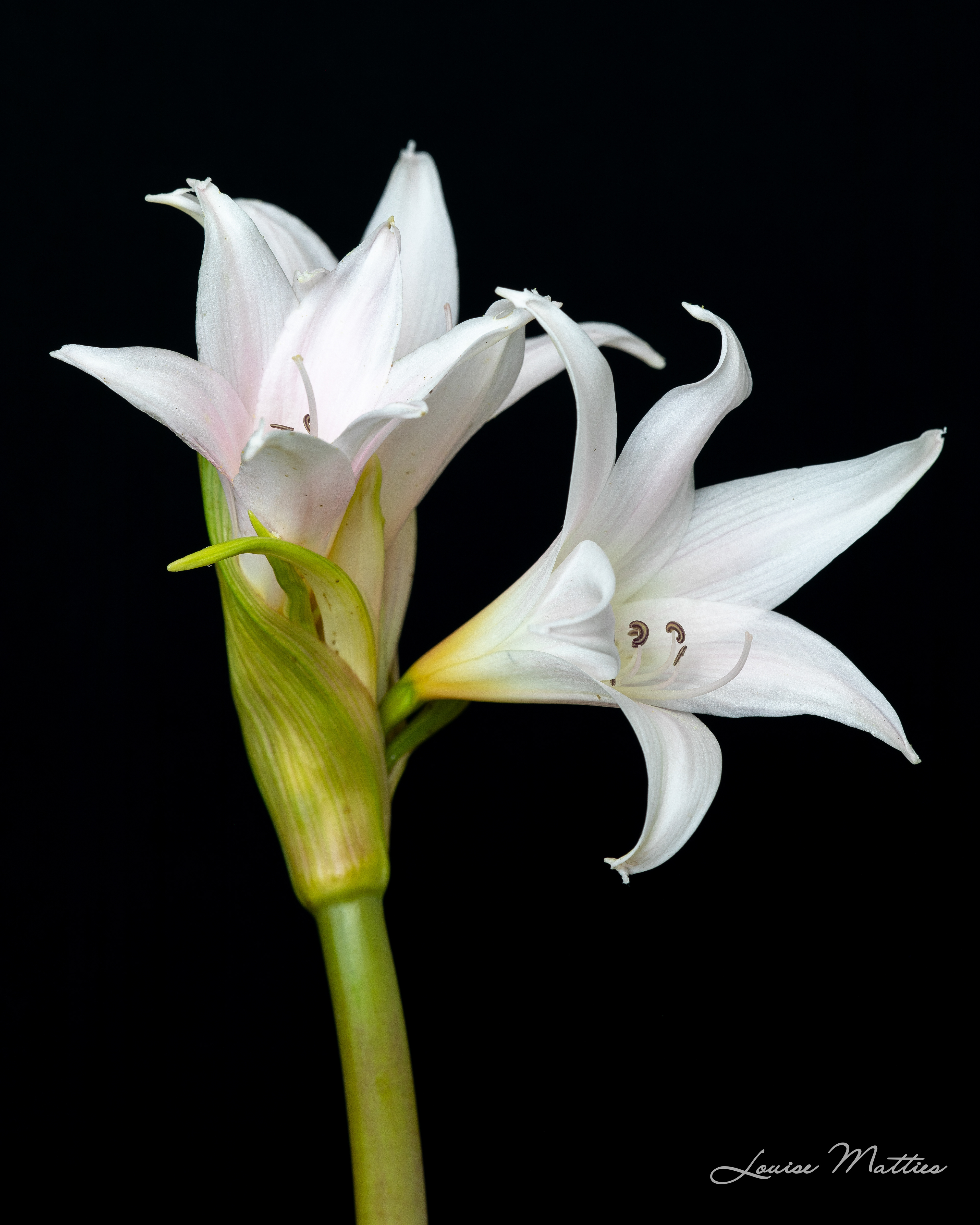 Amaryllis Belladonna
