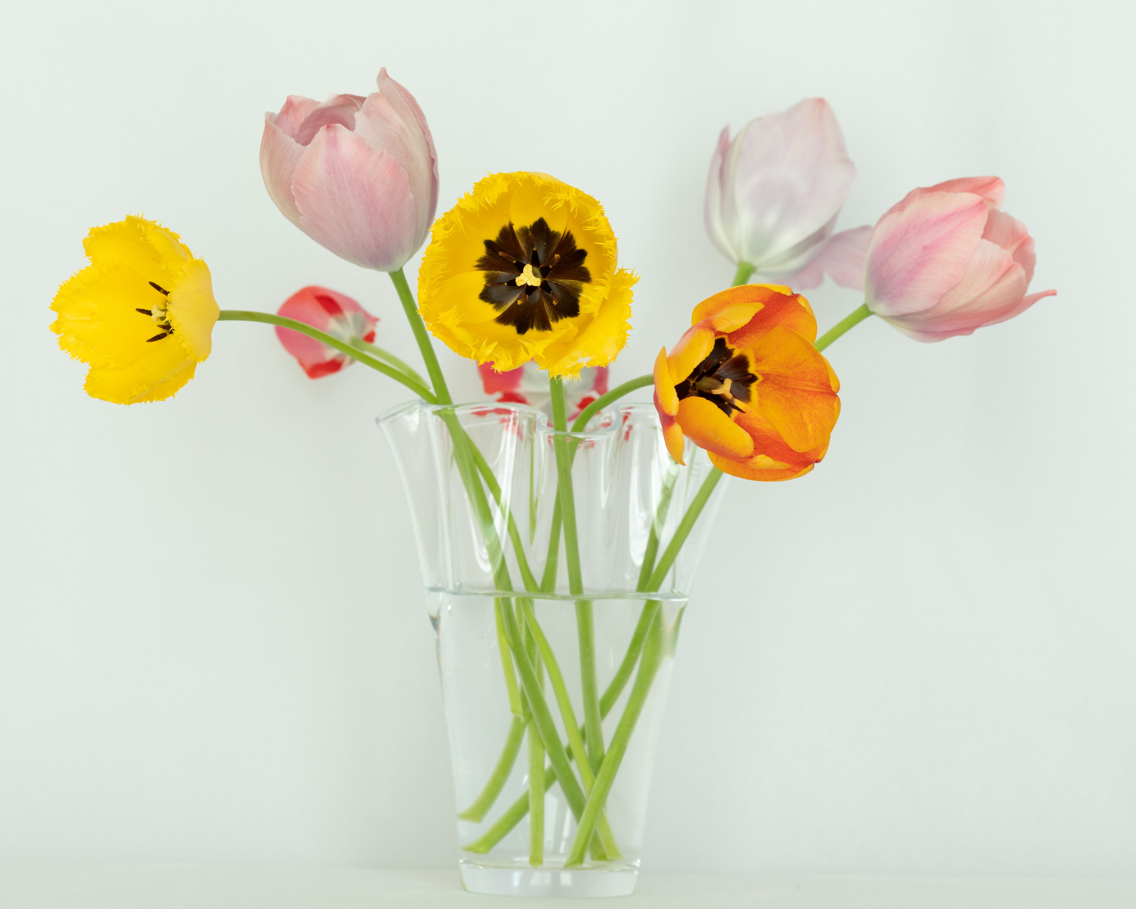 Tulips Vase Color 1