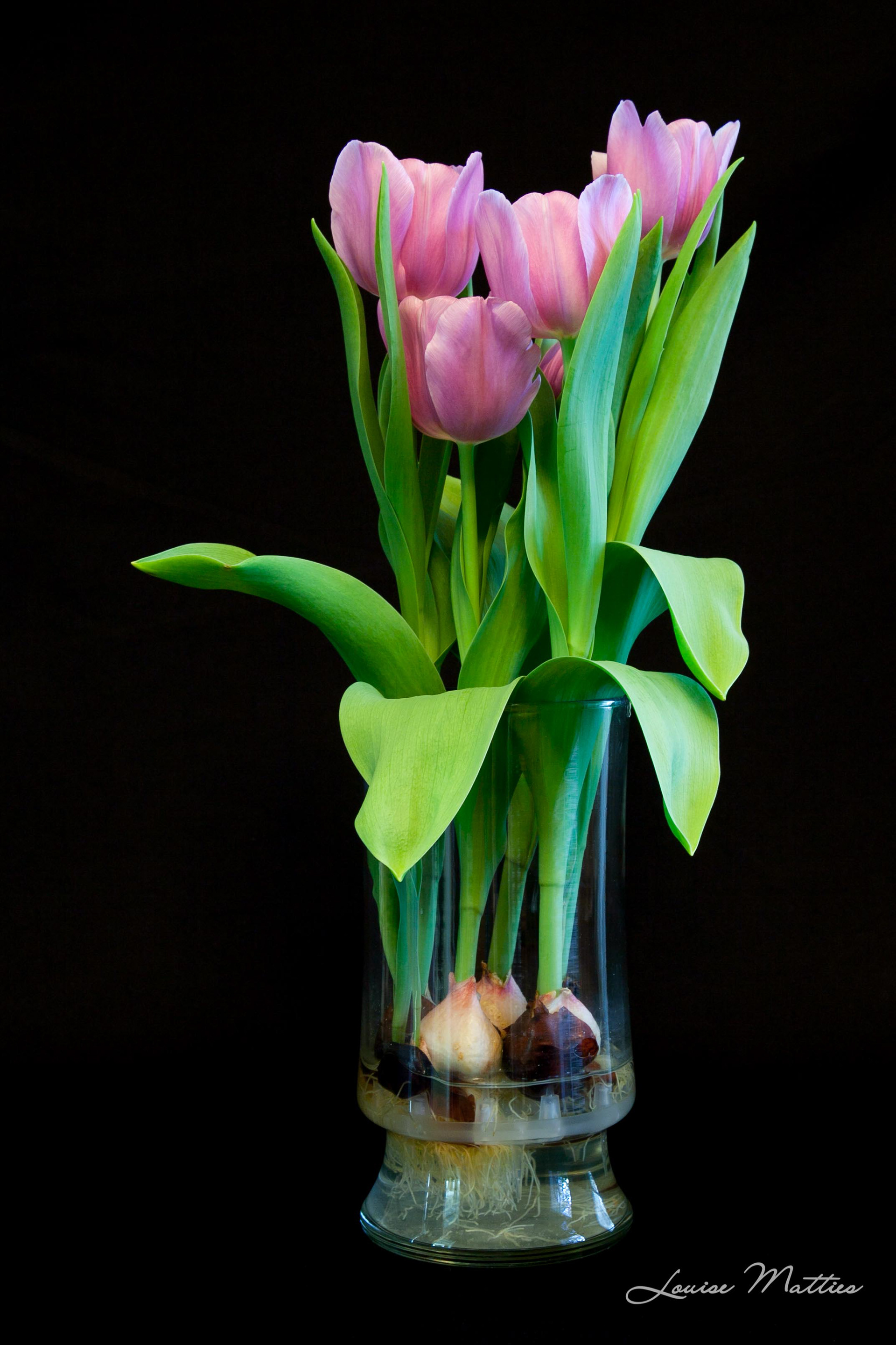 Tulips 2