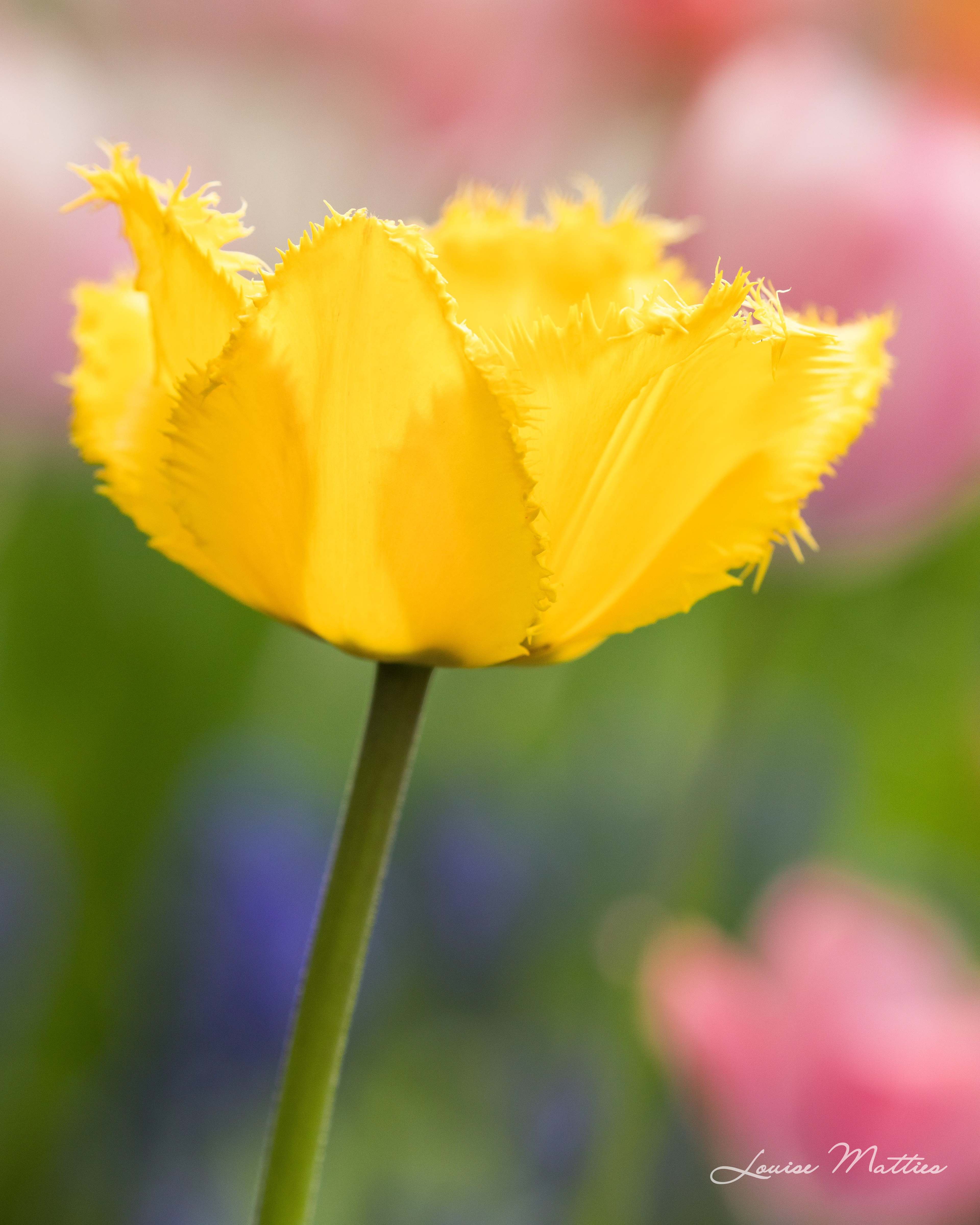 Tulips 3