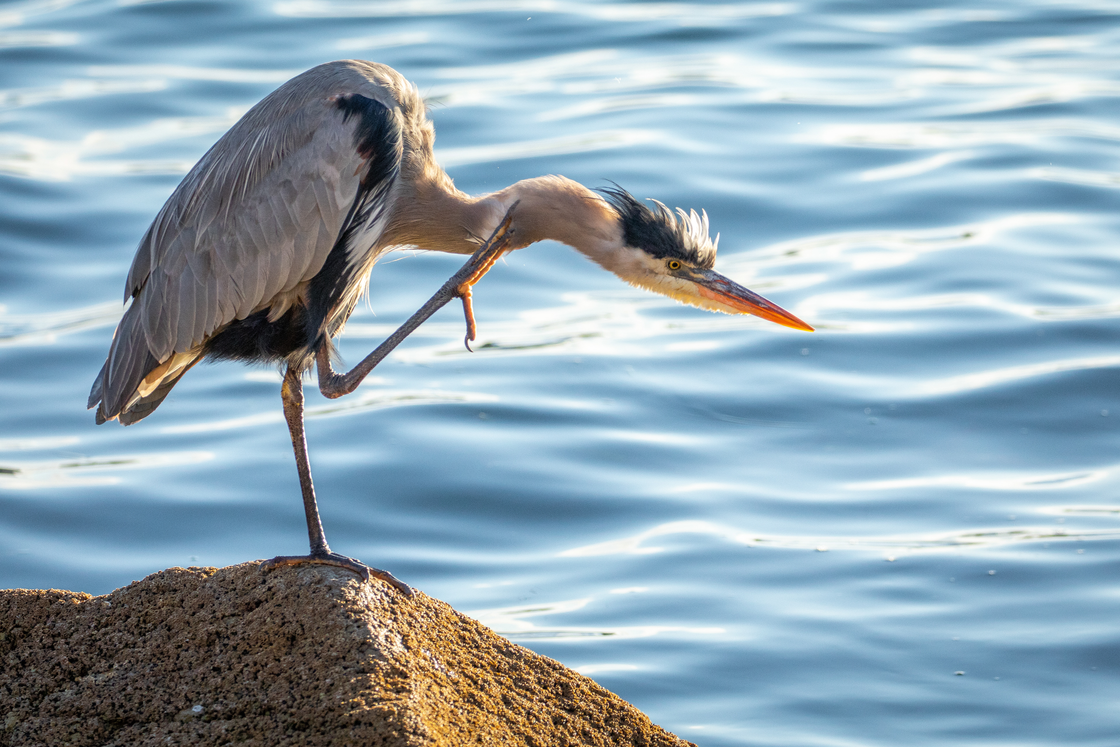 Blue Heron 1