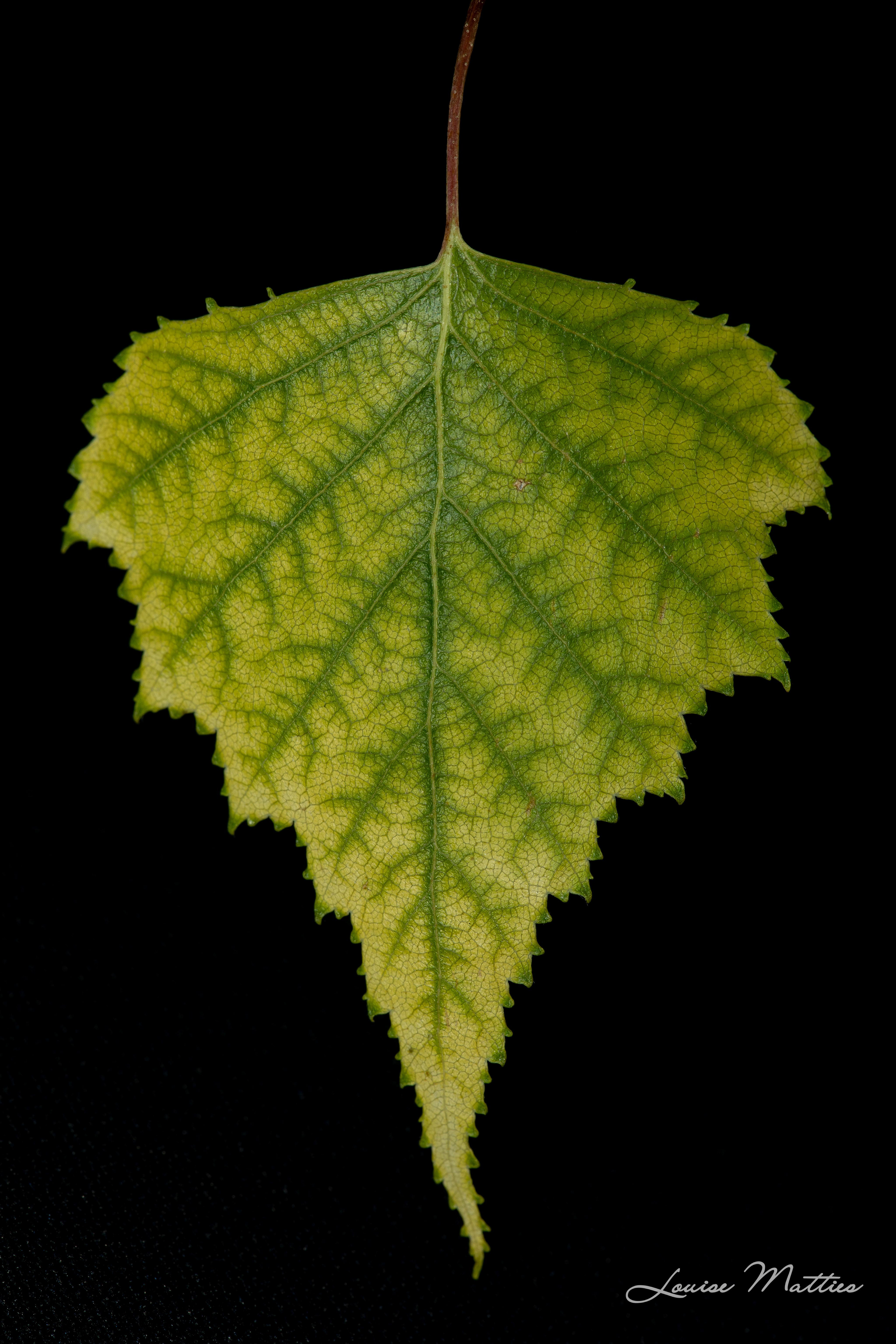 Leaf 1