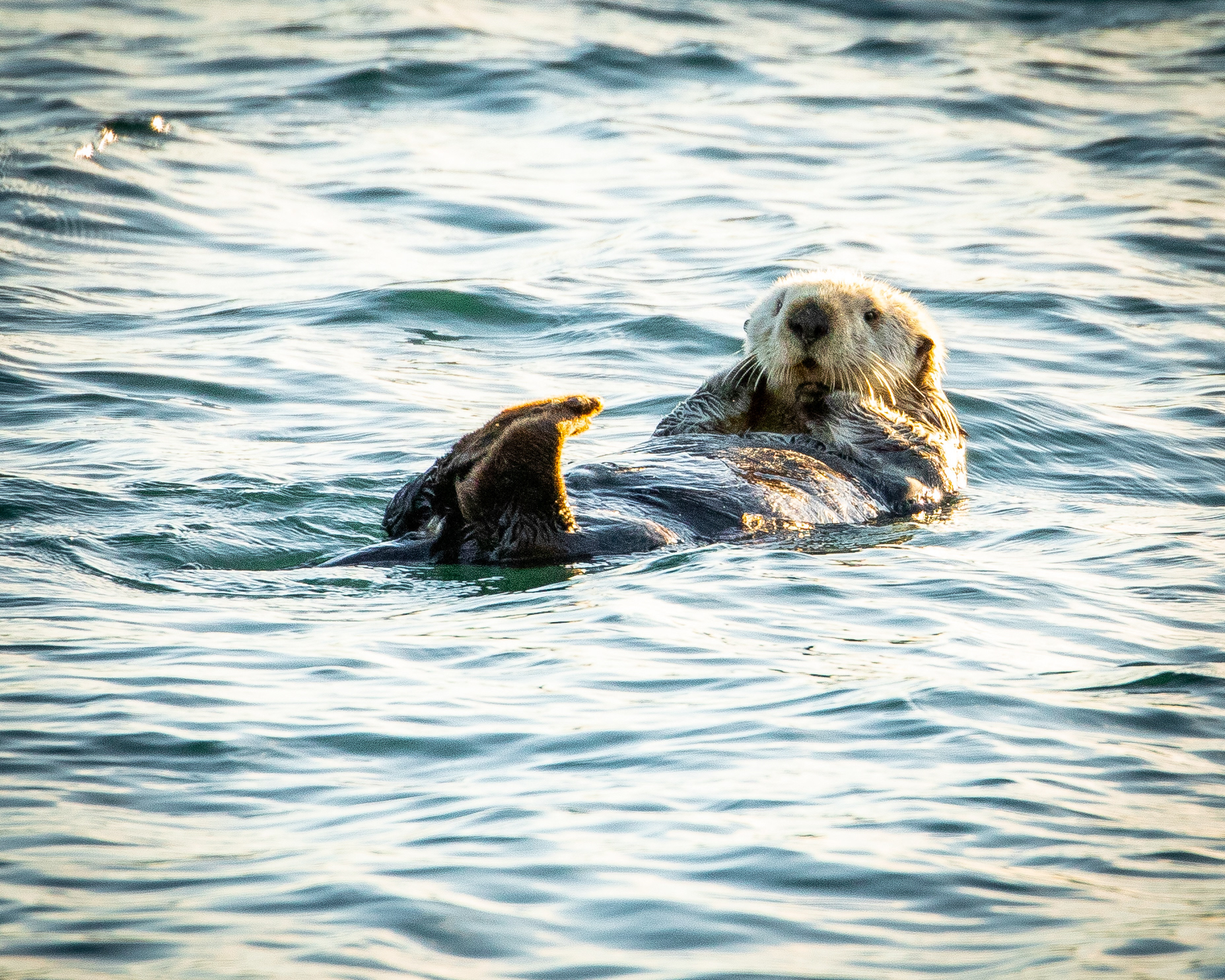 Sea Otter 1