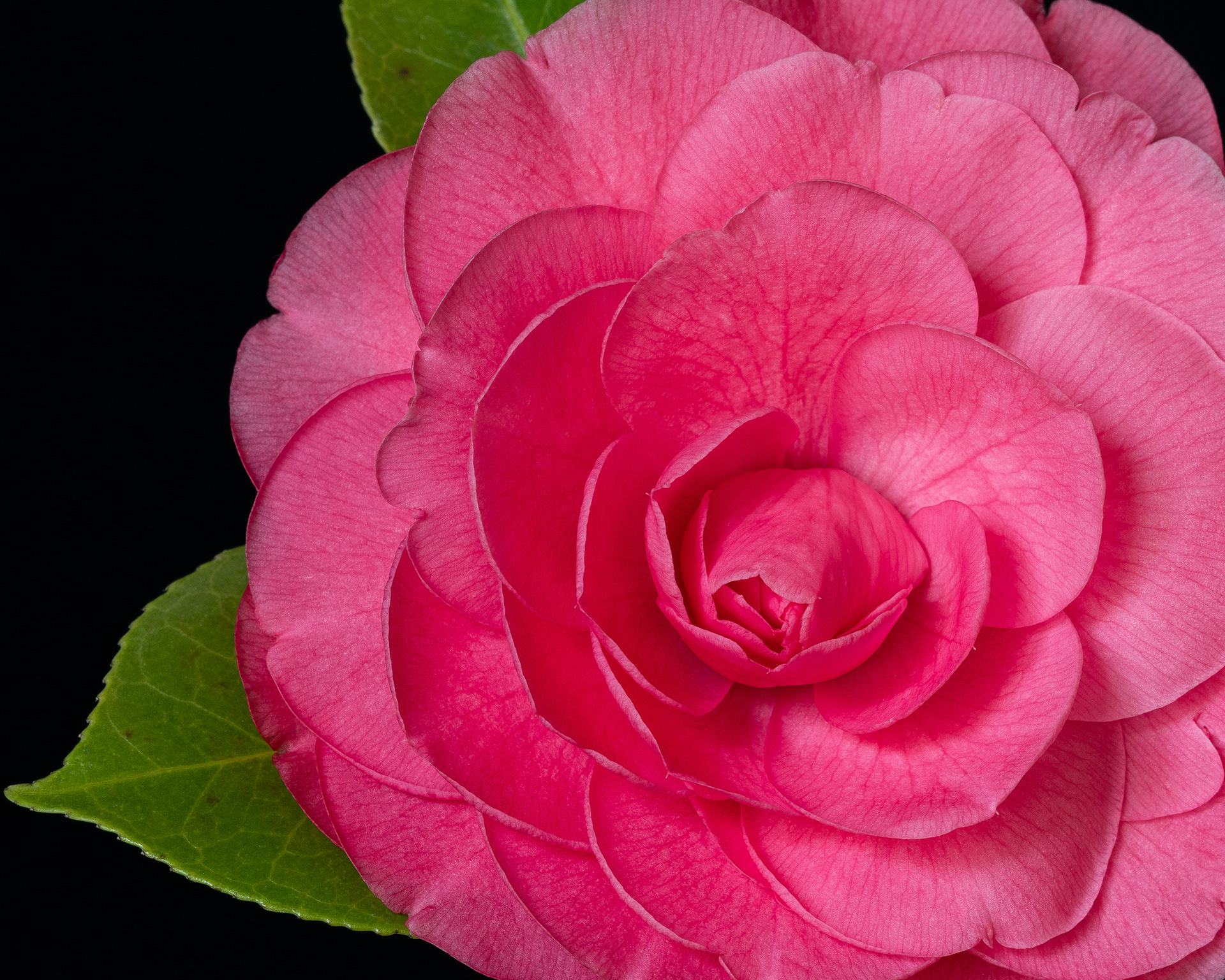 Camelia 1