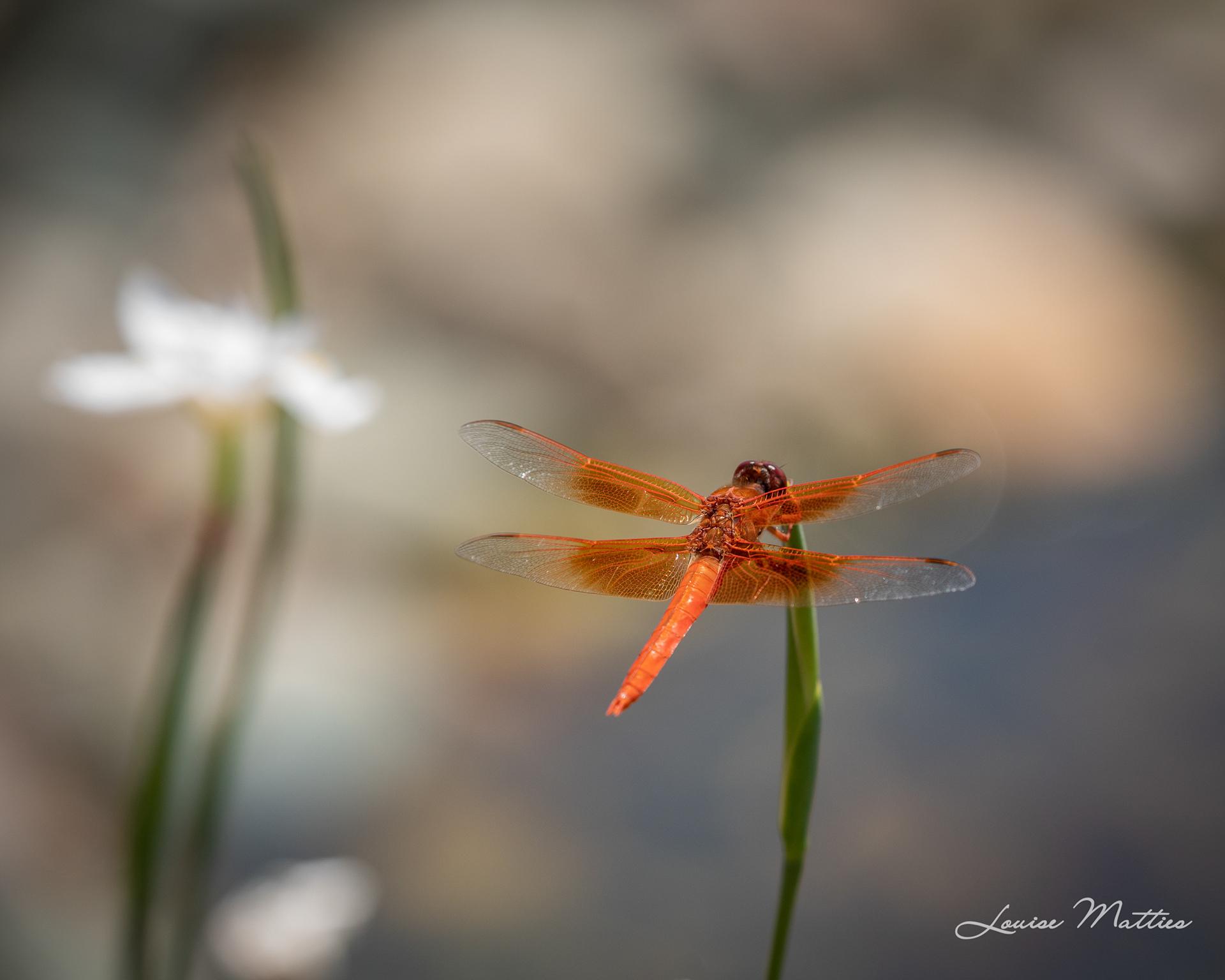 Dragonfly