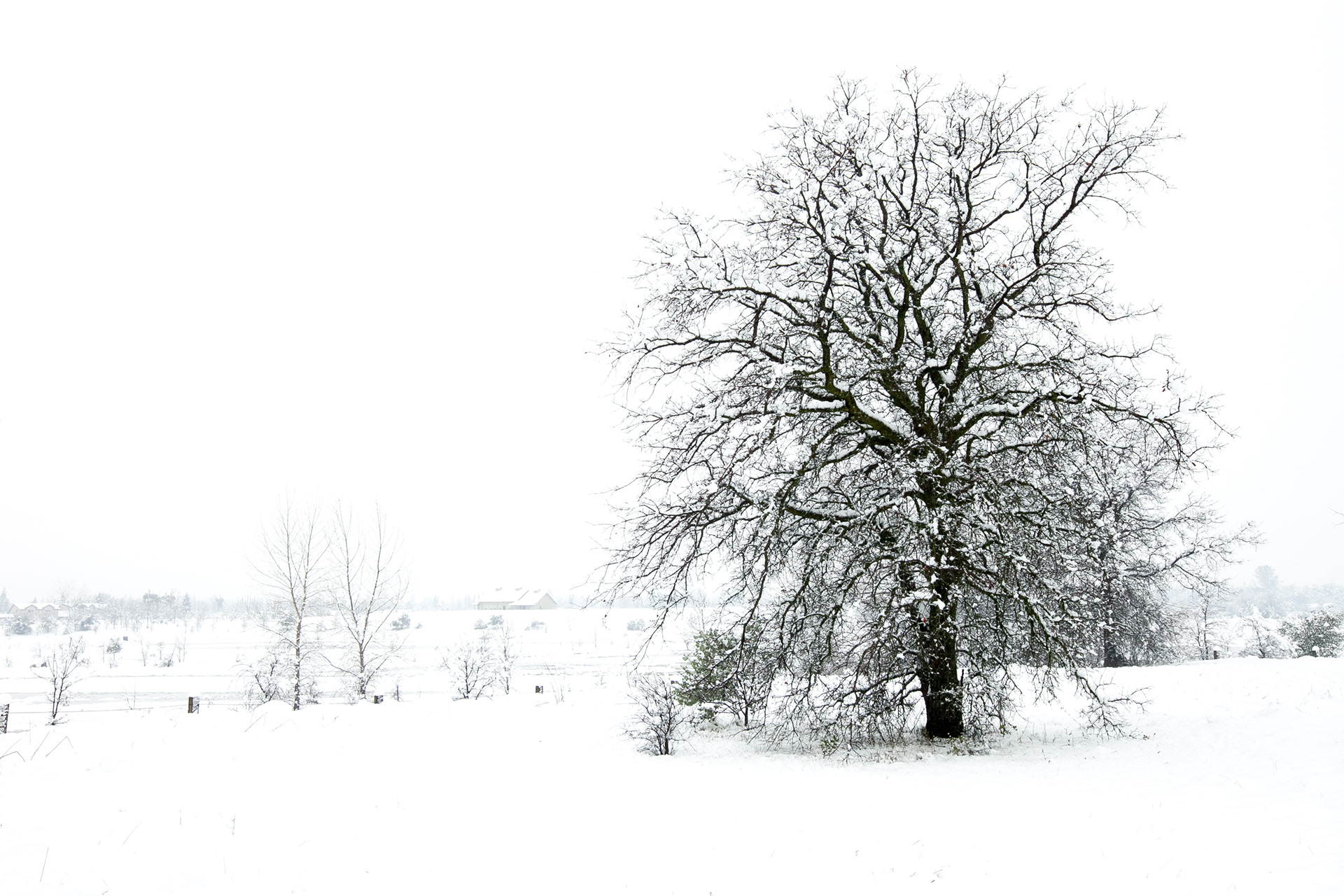 Tree in Snow BW 1