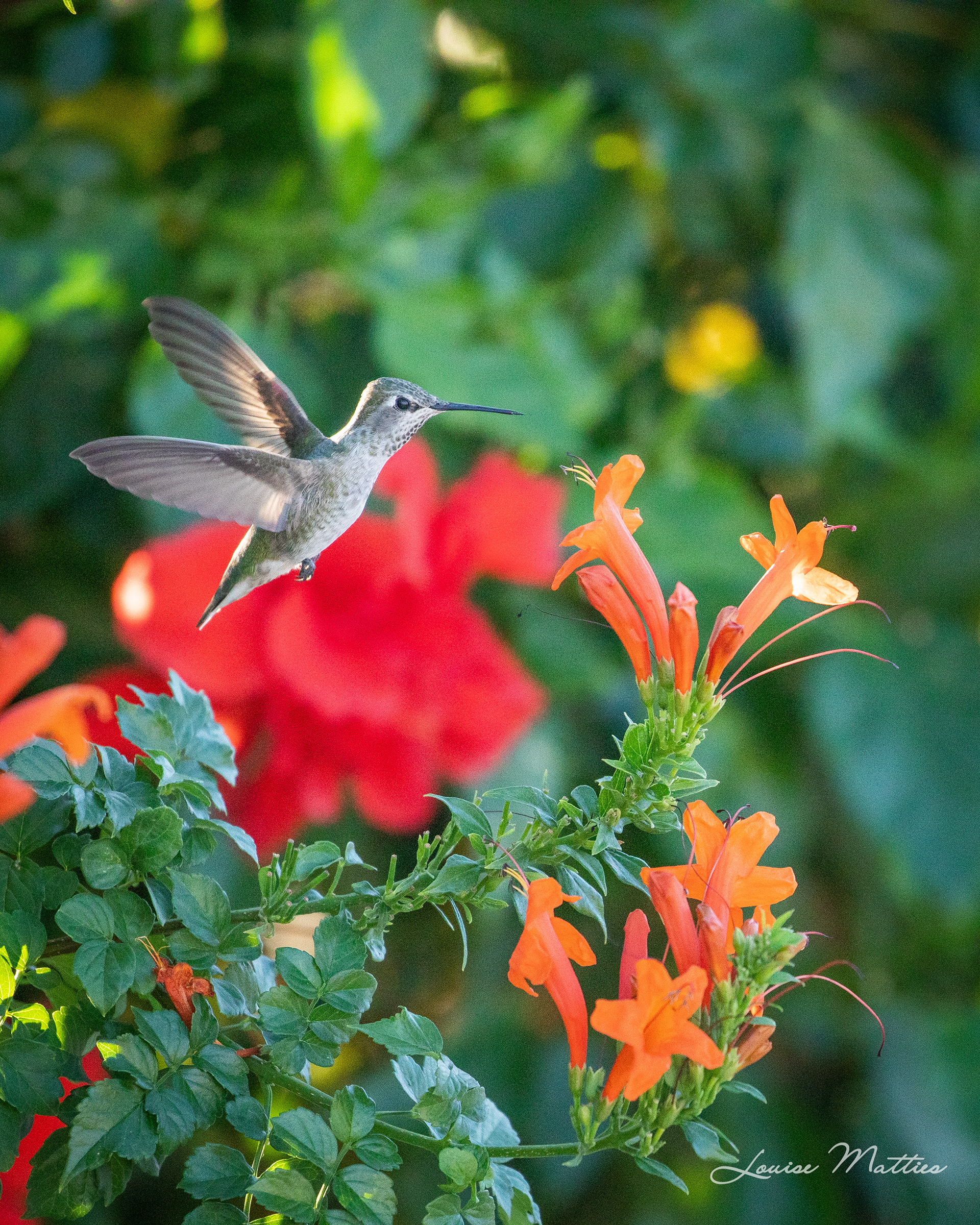 Hummingbird 4