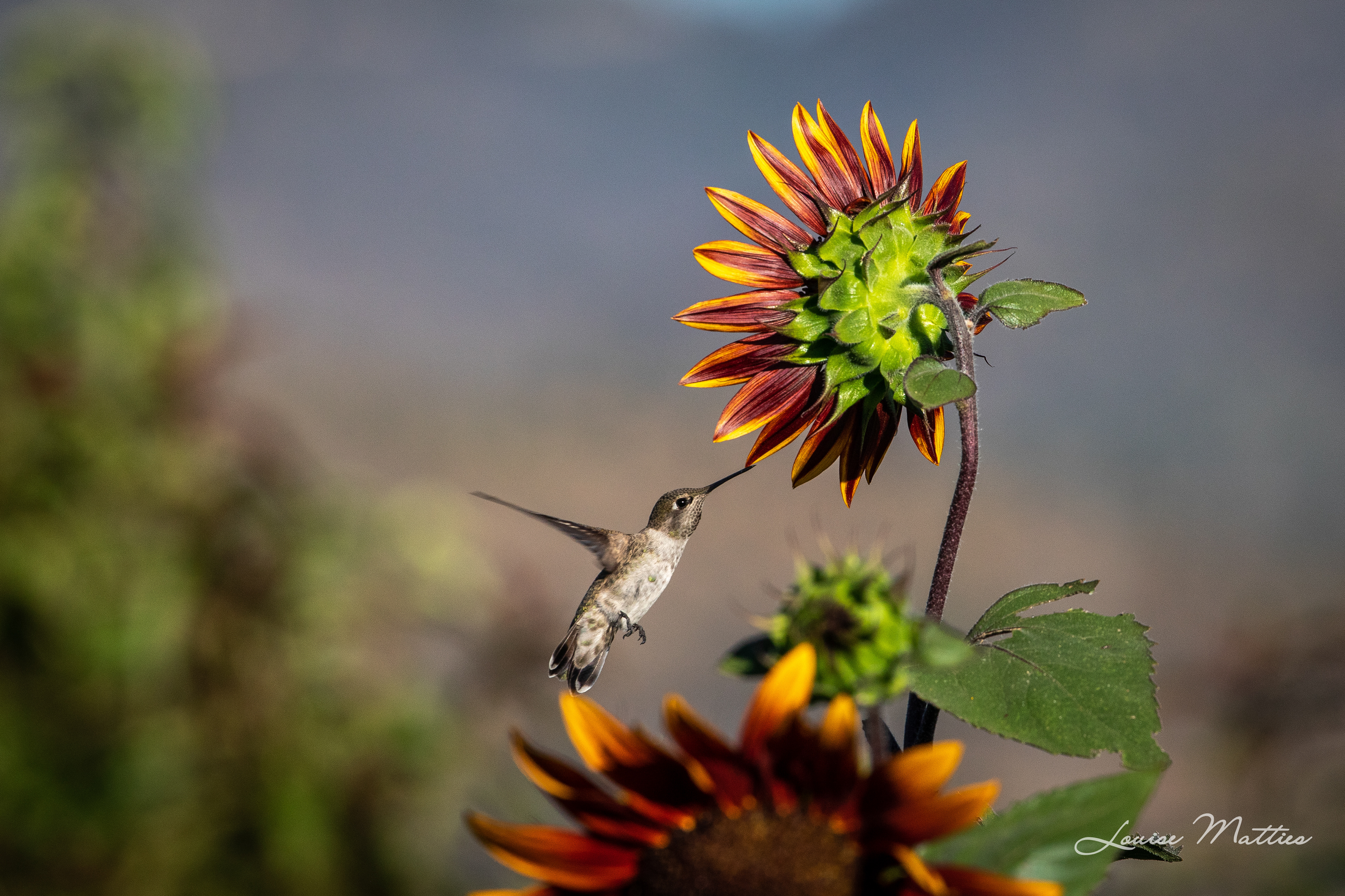 Hummingbird and Sunflower