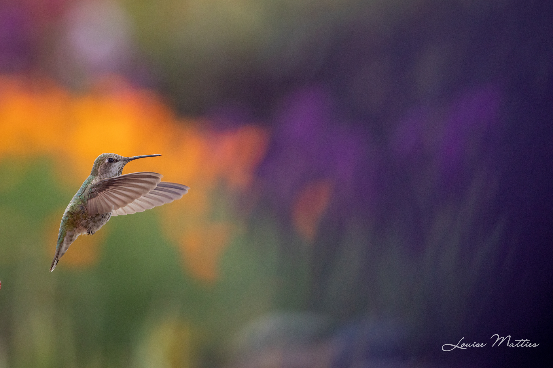 Hummingbird 8