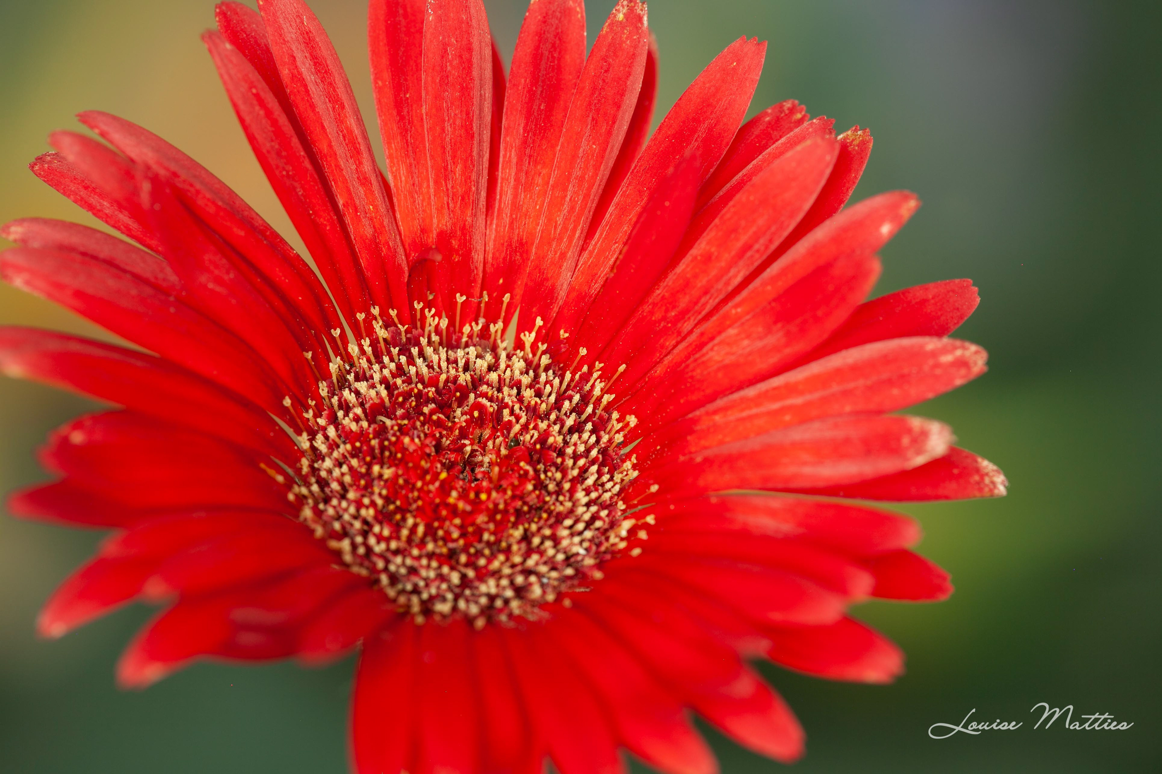 Gerbera 1