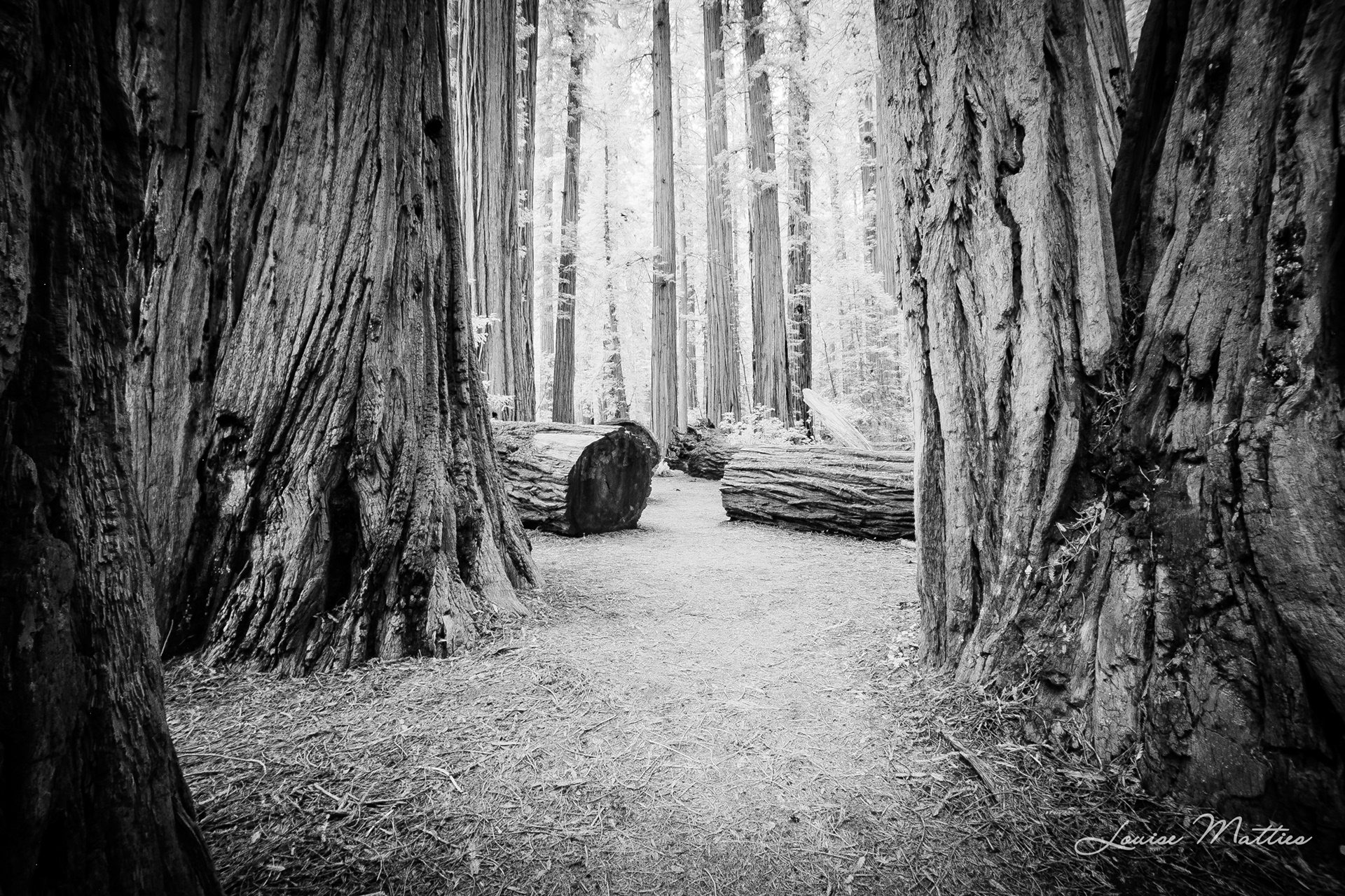 Redwoods IR 2