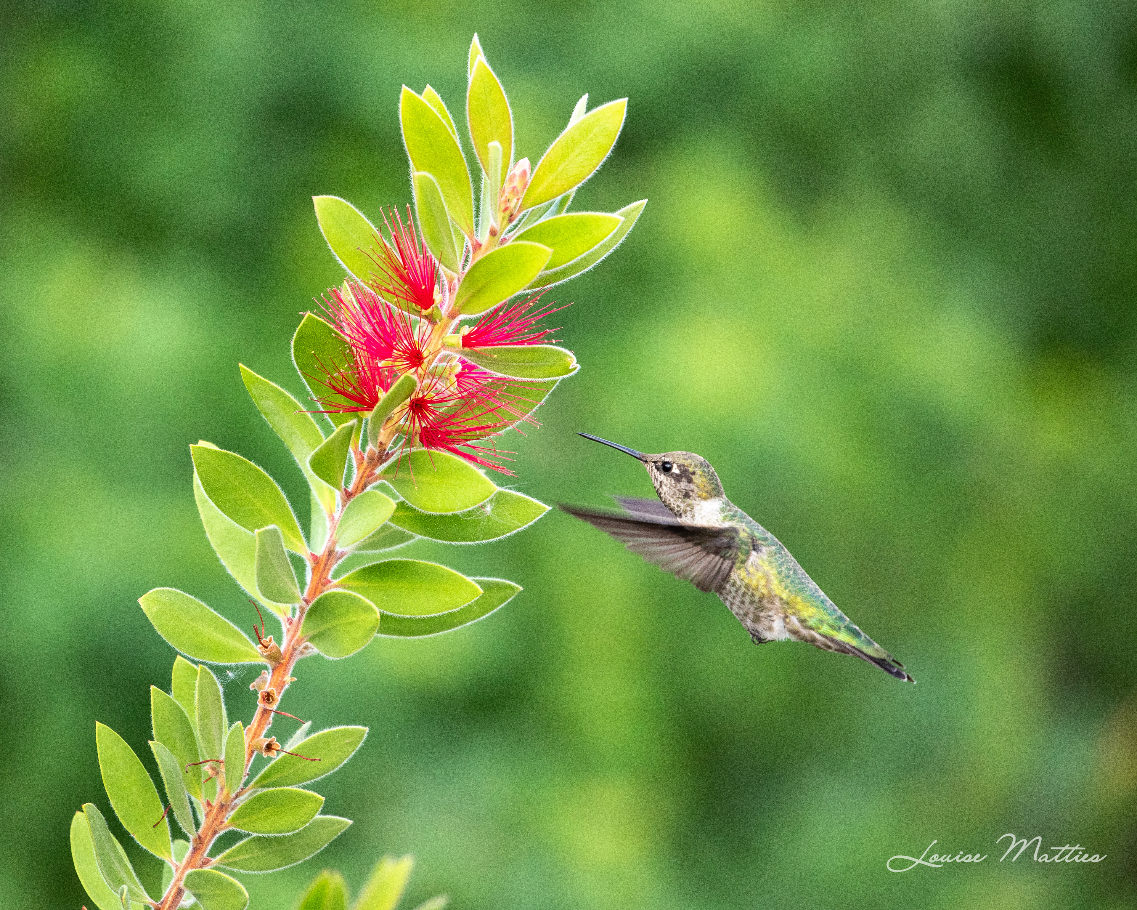 Hummingbird 3