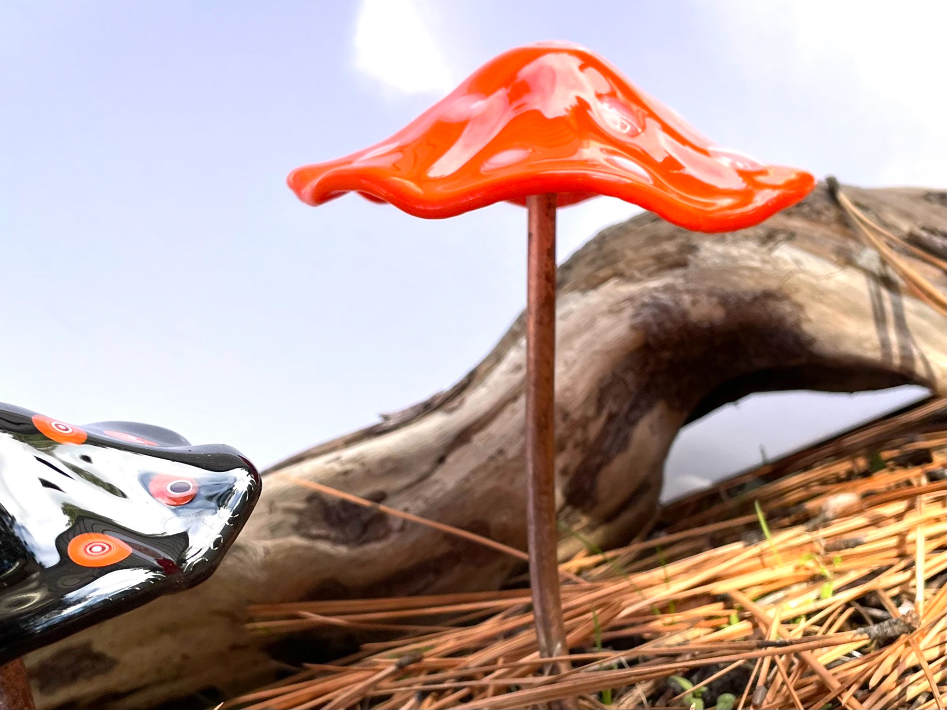 Orange Mushroom