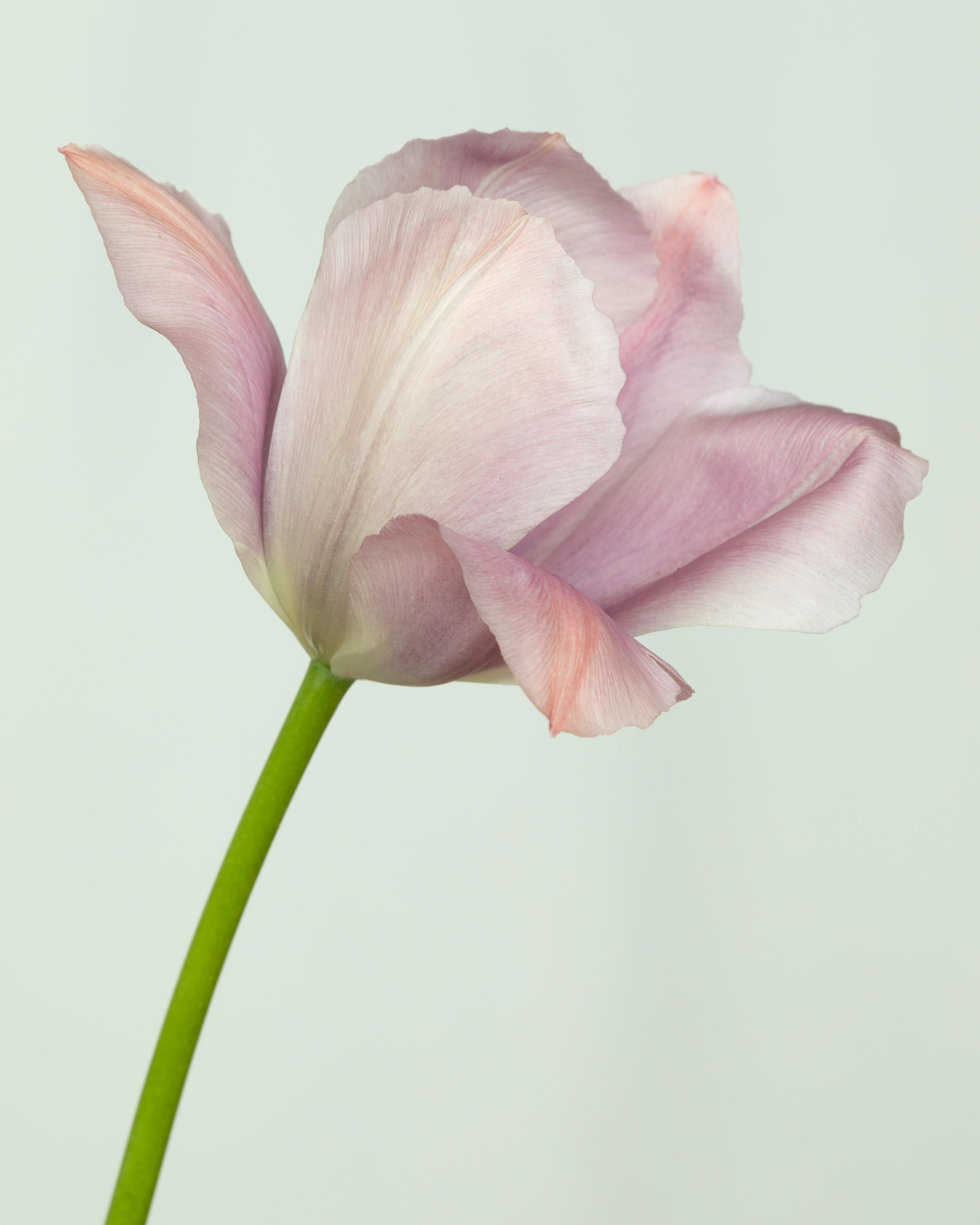 Single Pink Tulip 1