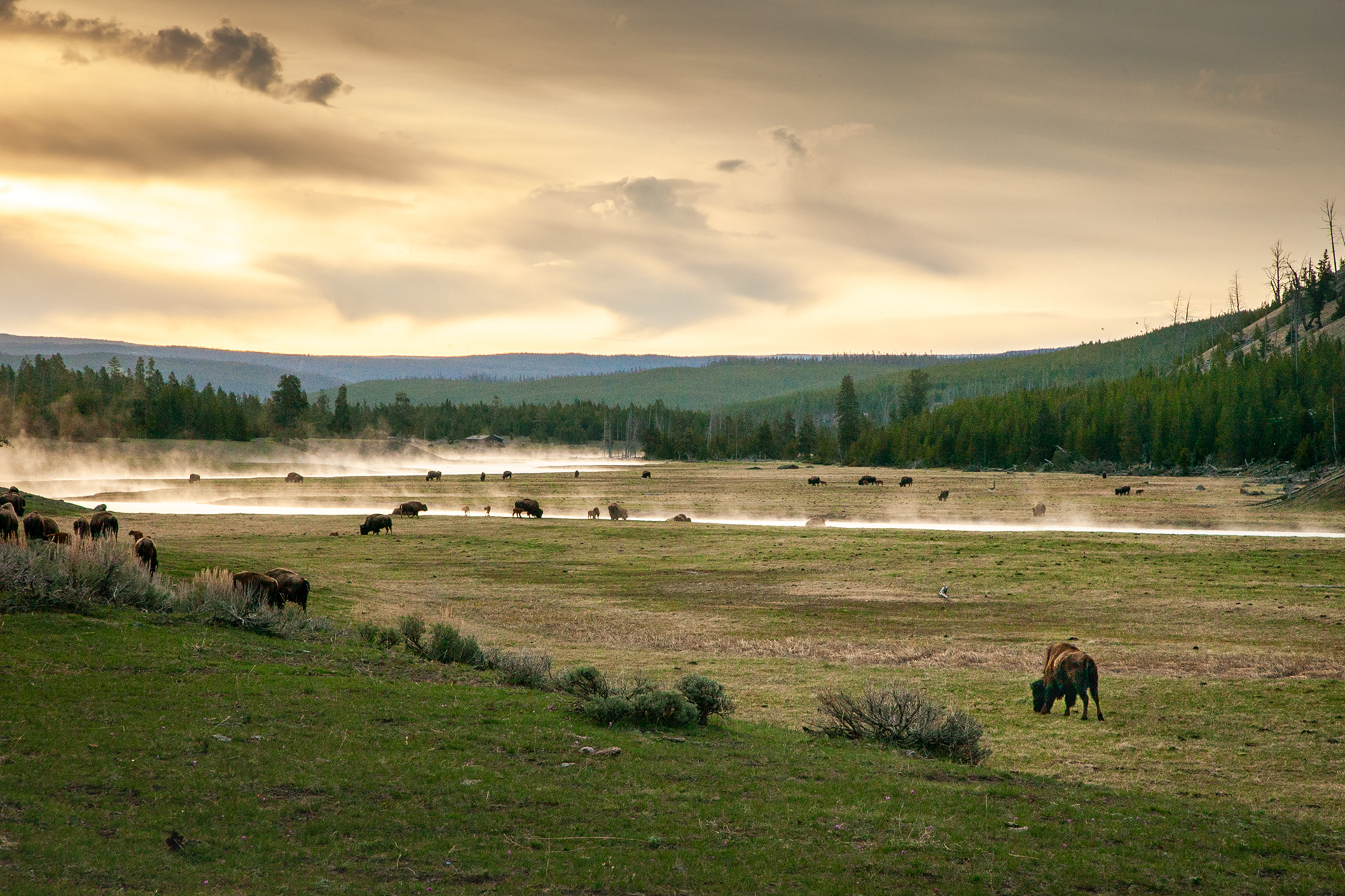 Yellowstone Bison 1