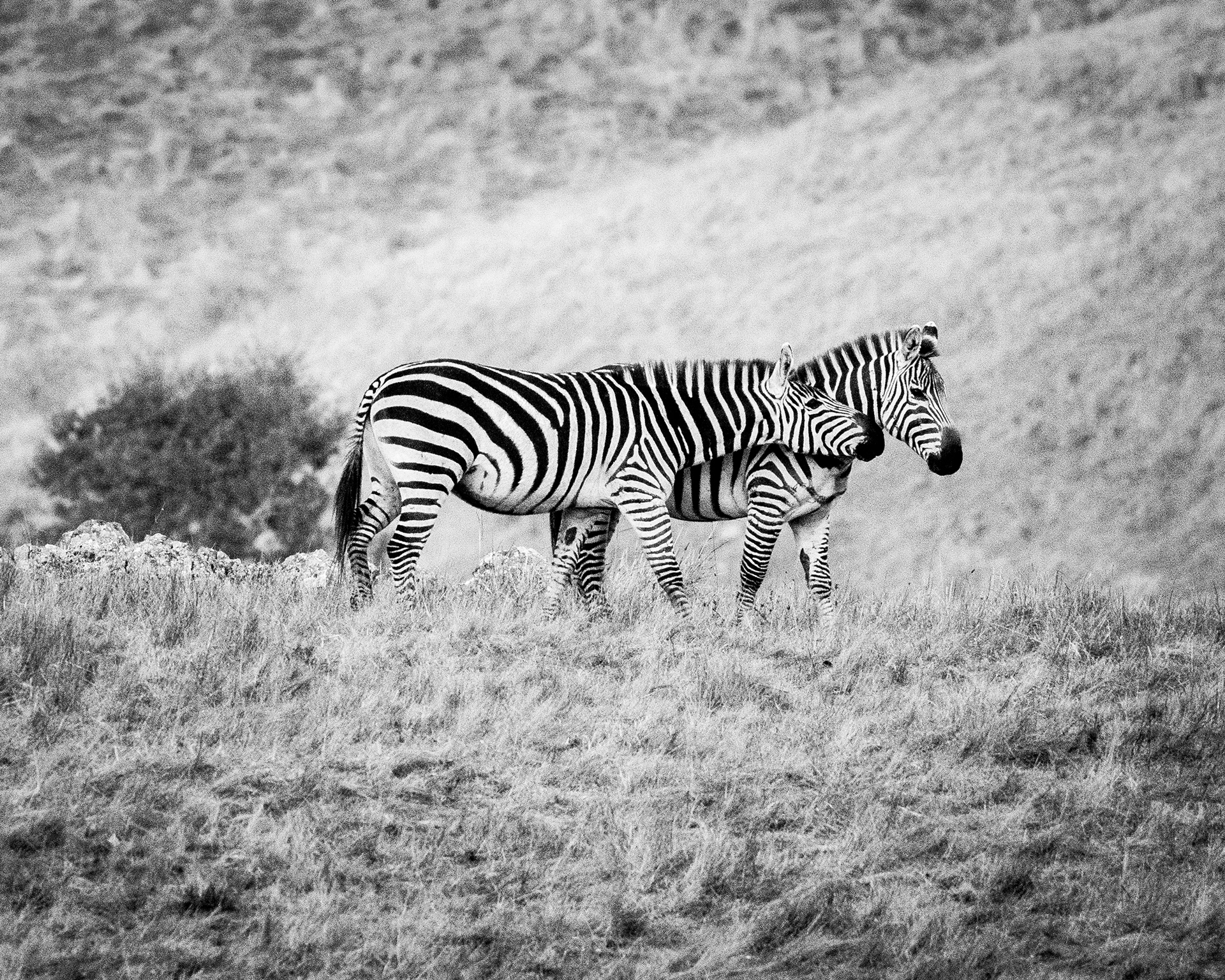 Zebras BW 1
