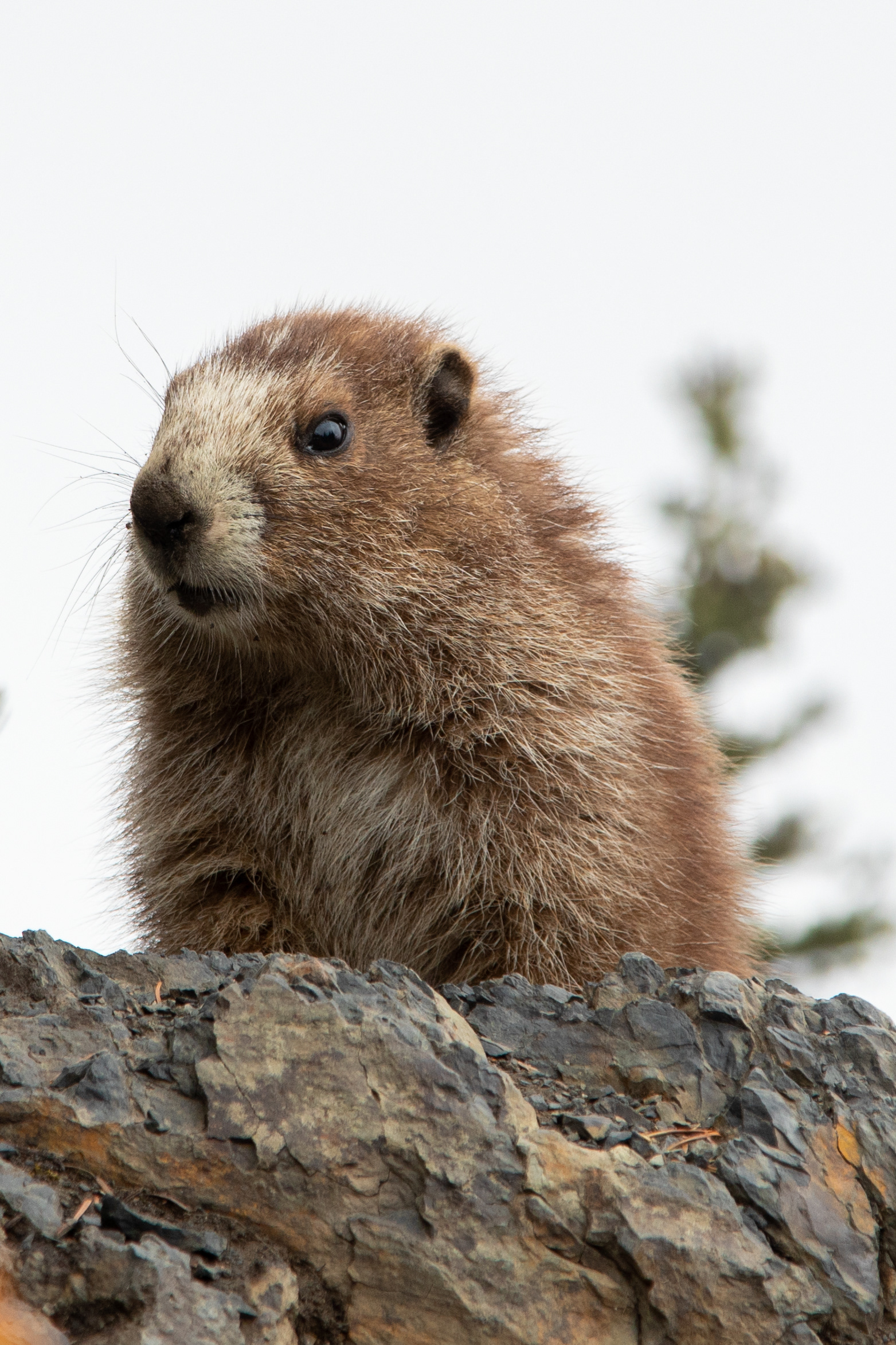 Olympic Marmot 1