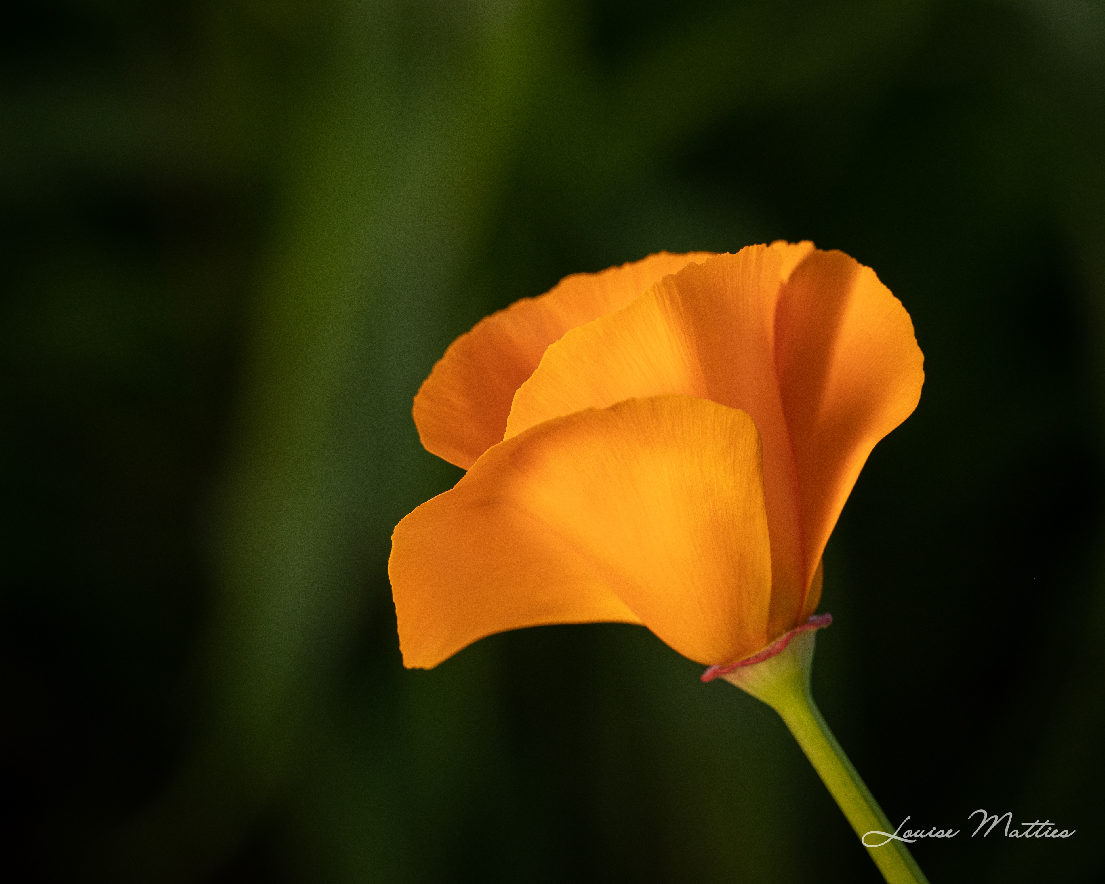 Poppy