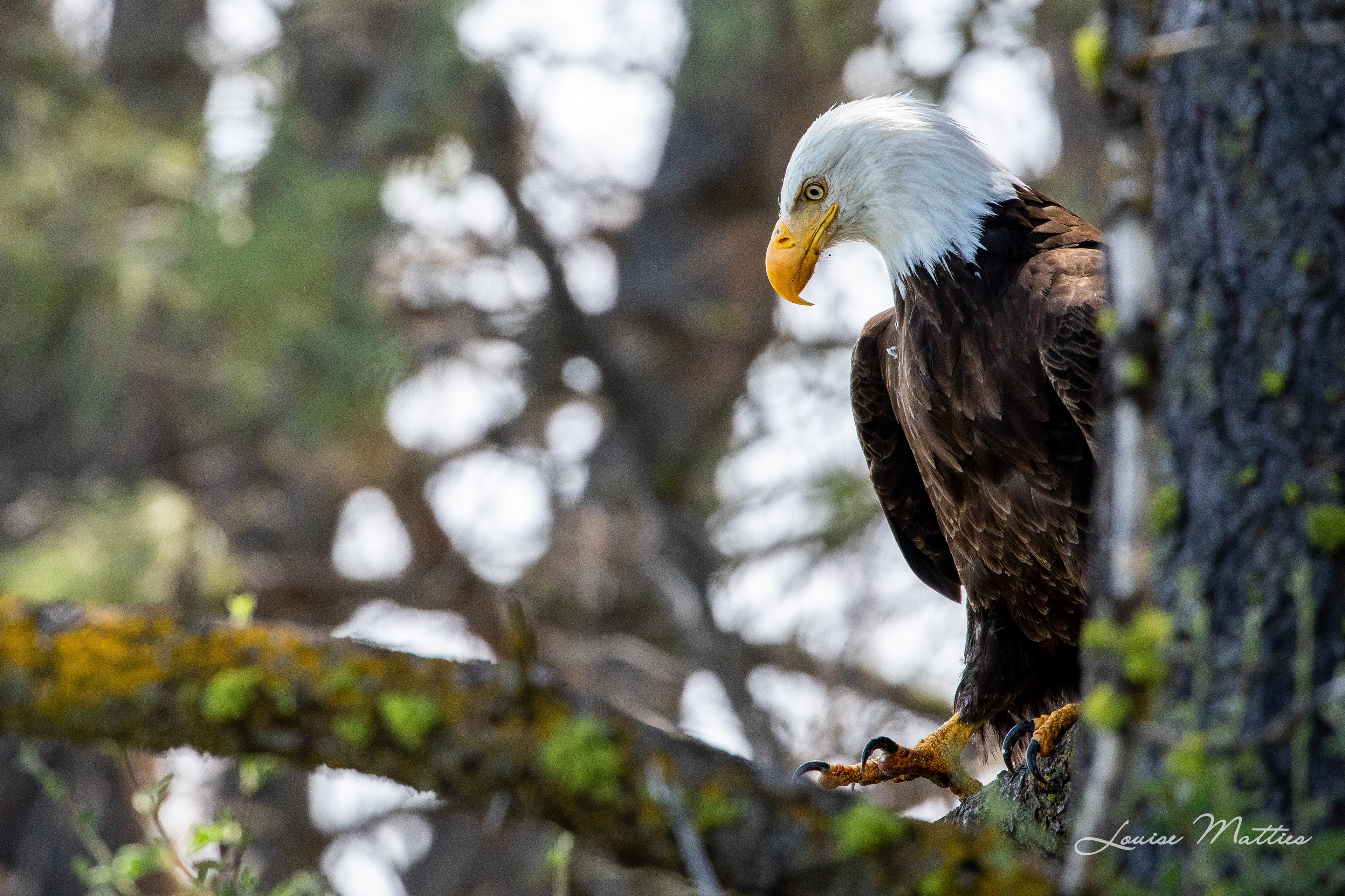 Bald Eagle 2