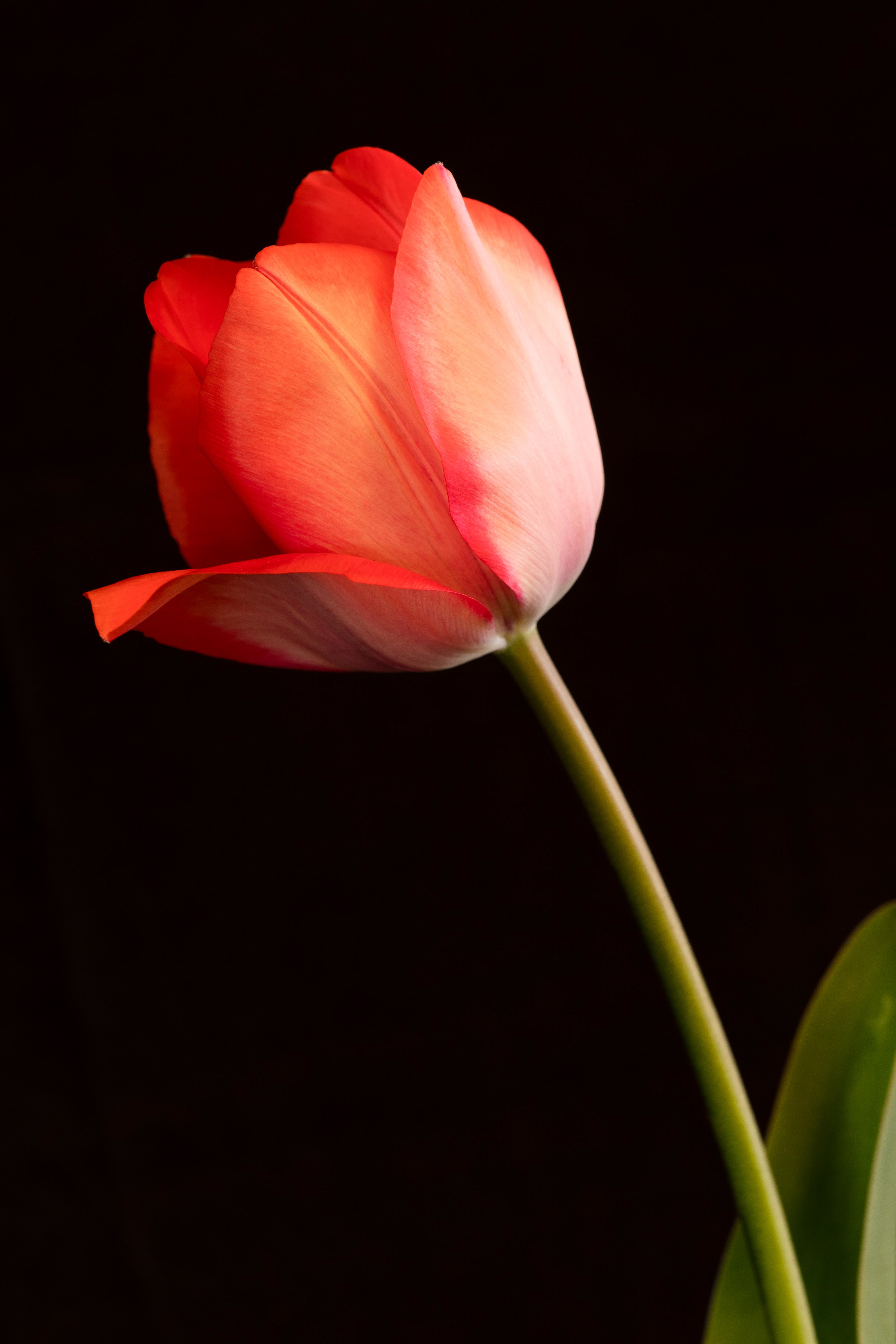 Single Red Tulip 1