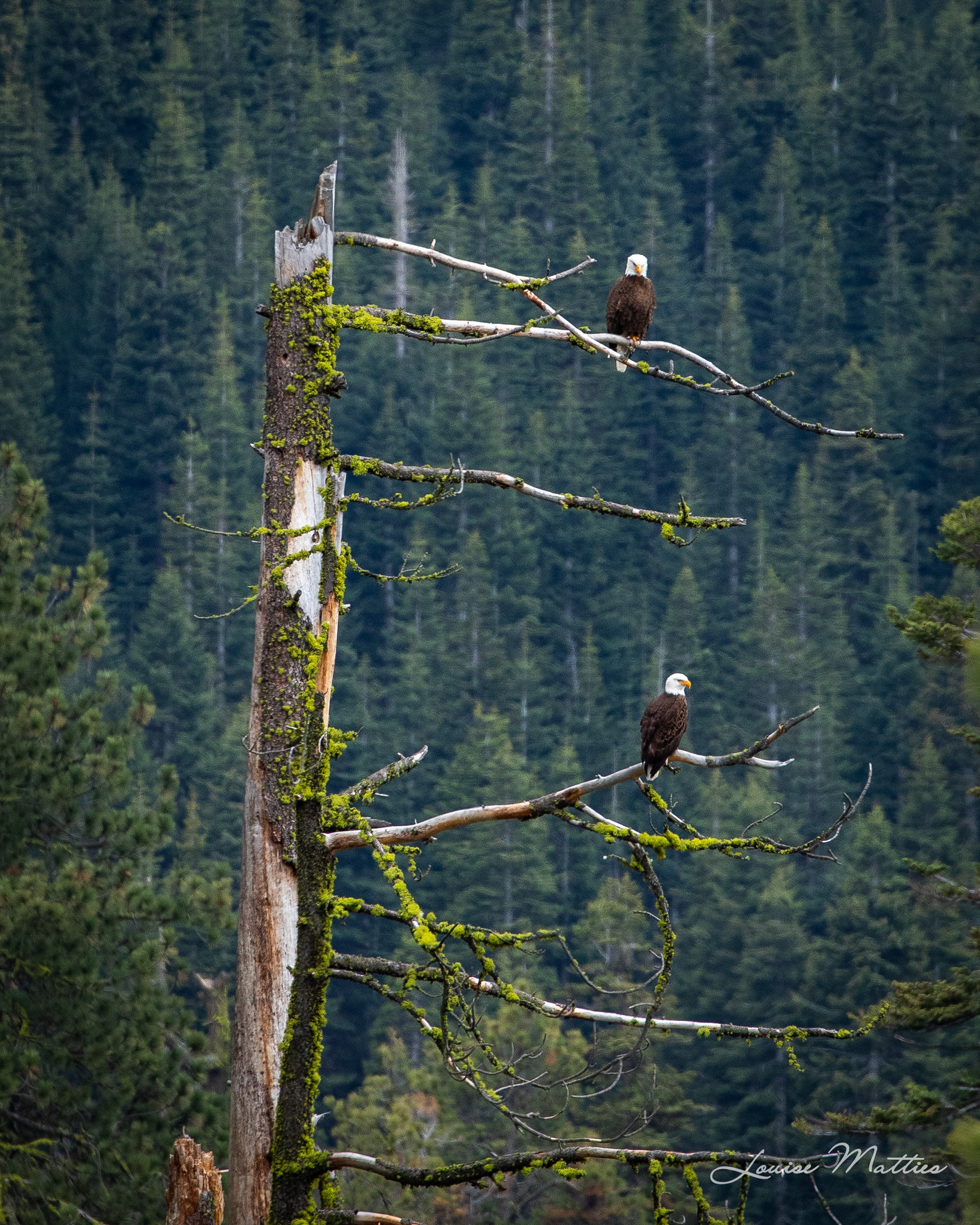 Bald Eagles 3