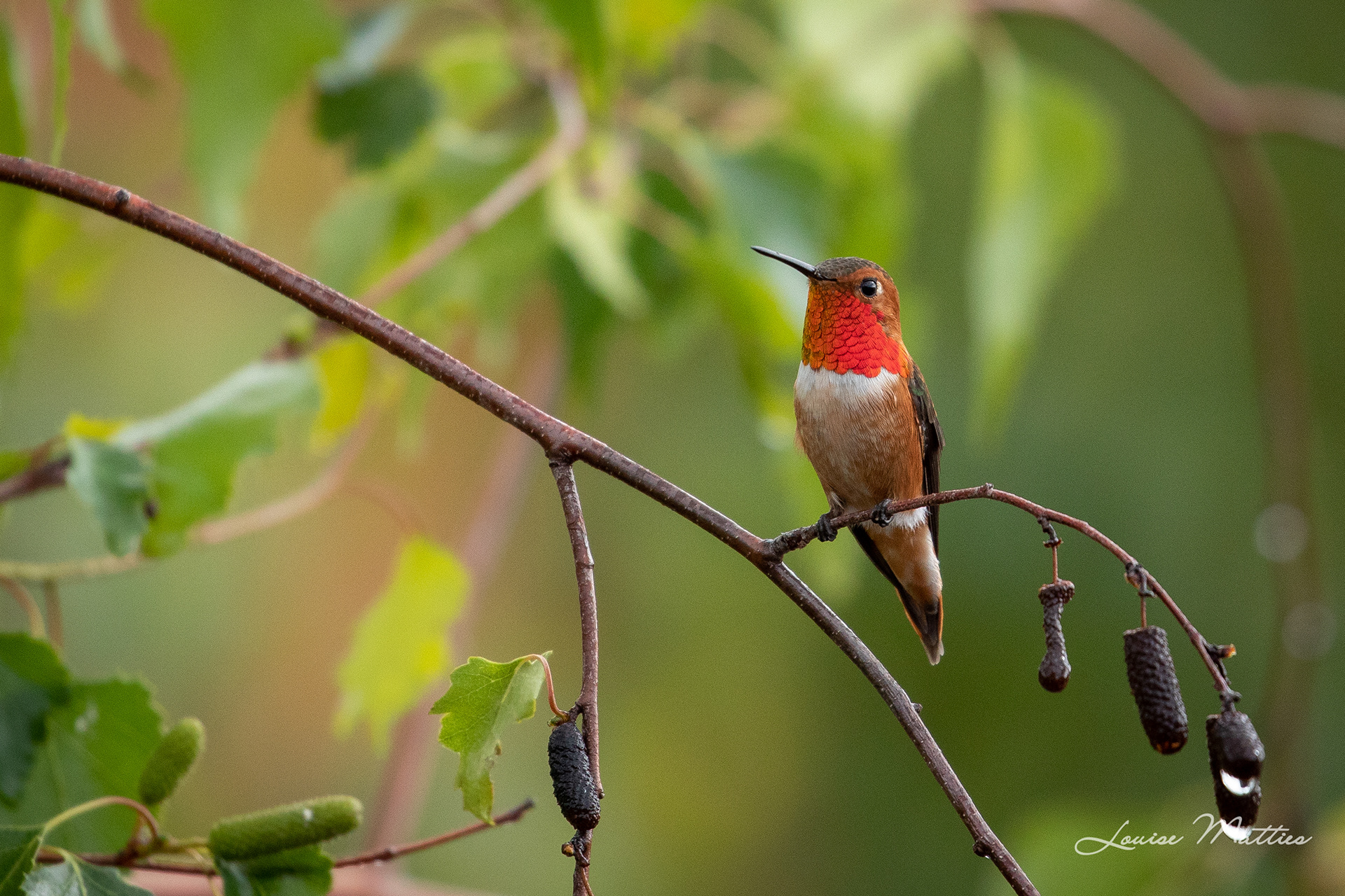 Rufous Hummingbird 1